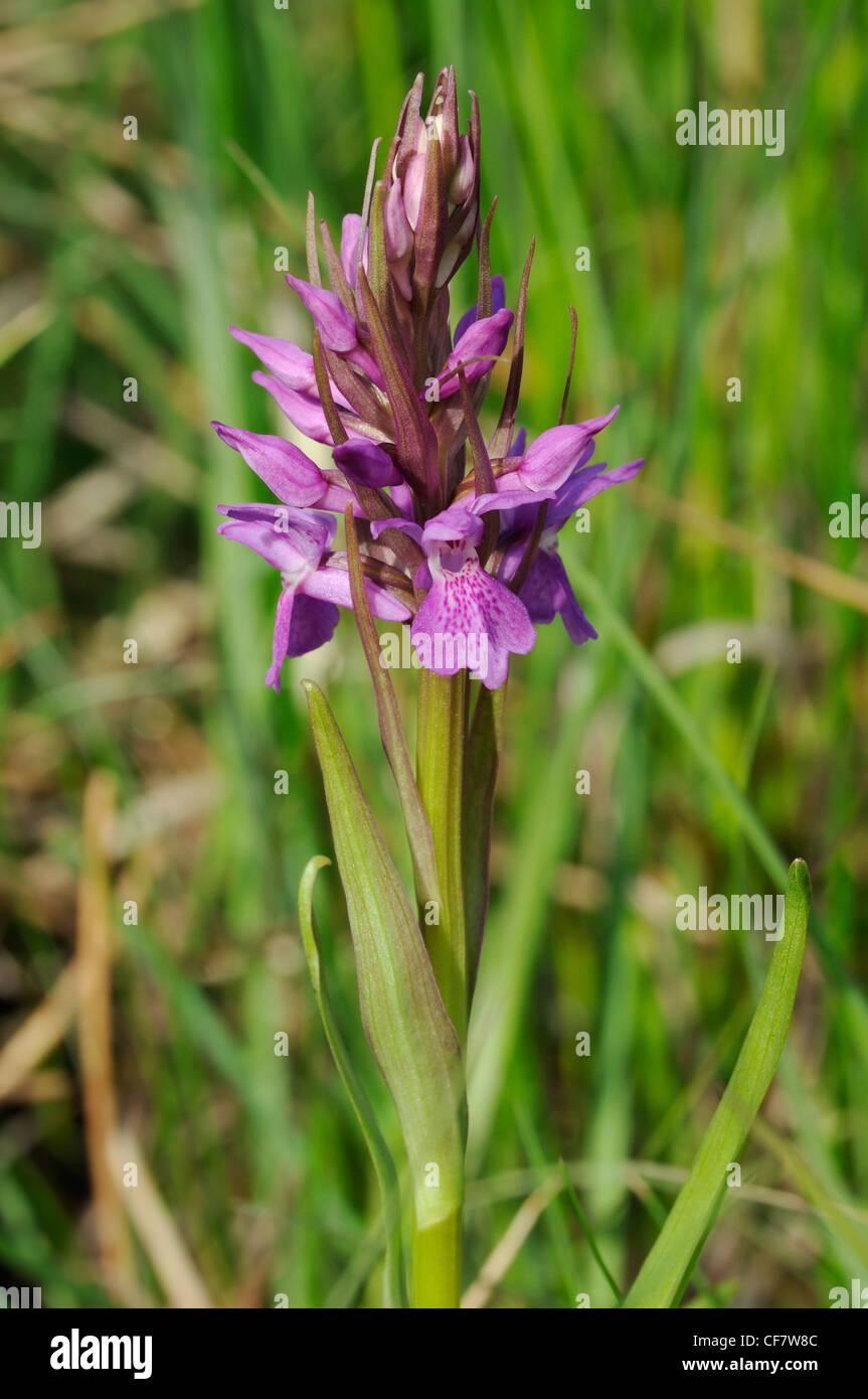 Narrow-leaved Marsh Orchid - Dactylorhiza traunsteineri Stock Photo