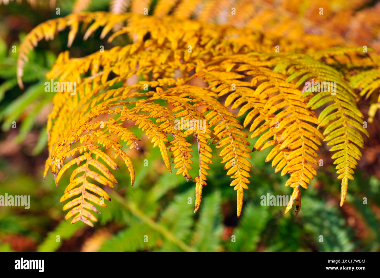 Closeup leaf of fern with the colors of autumn Stock Photo - Alamy