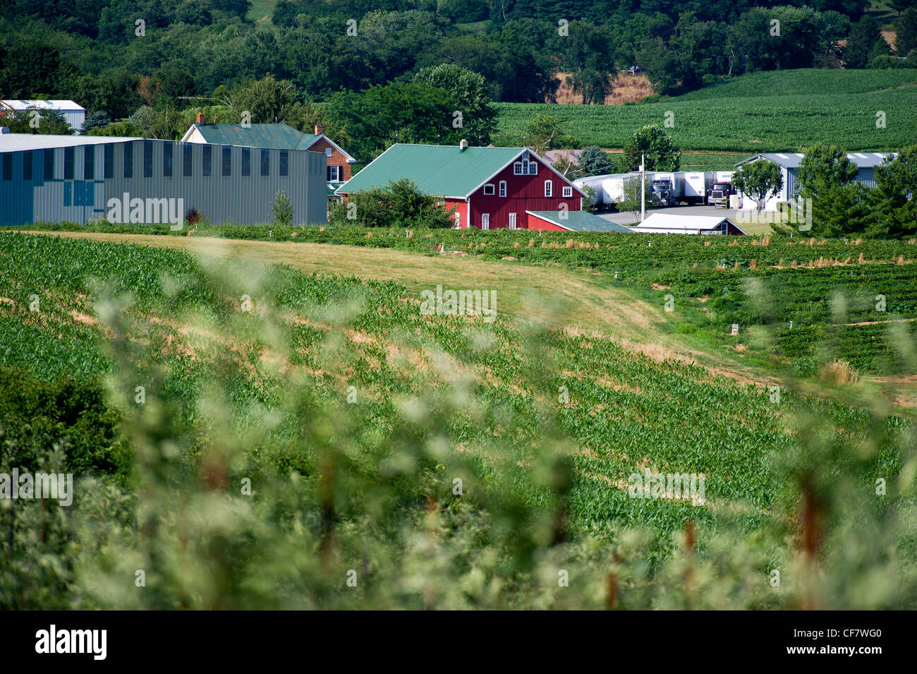 Apple orchard and view of red barn on farm in Westminster Md Stock Photo