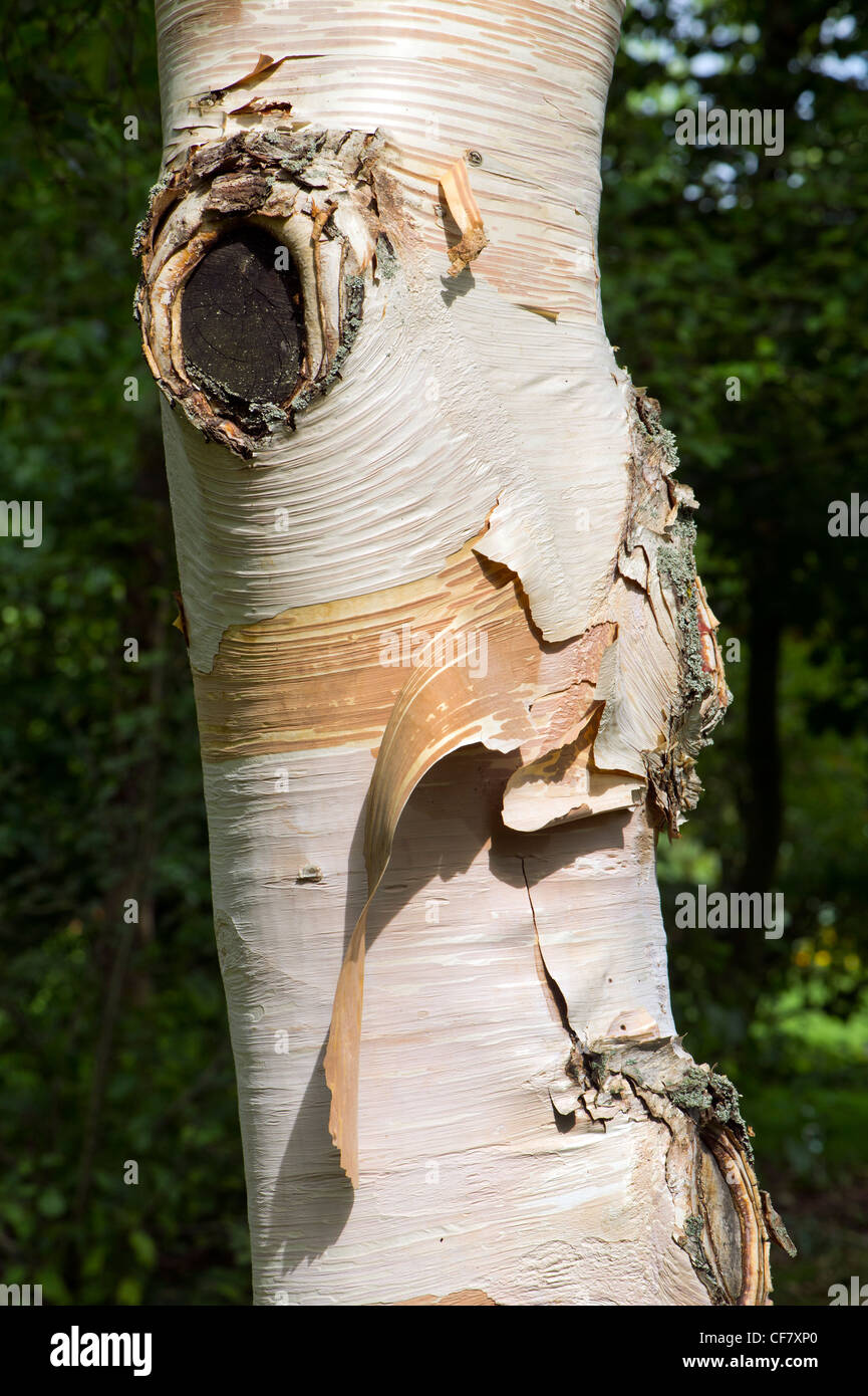 Texture of old birch tree bark with green moss. White birch bark on a tree  trunk Stock Photo - Alamy