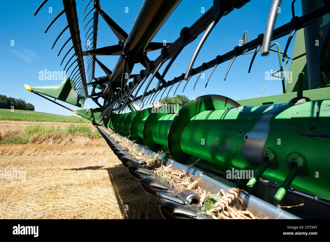 Combine harvesting grain Stock Photo