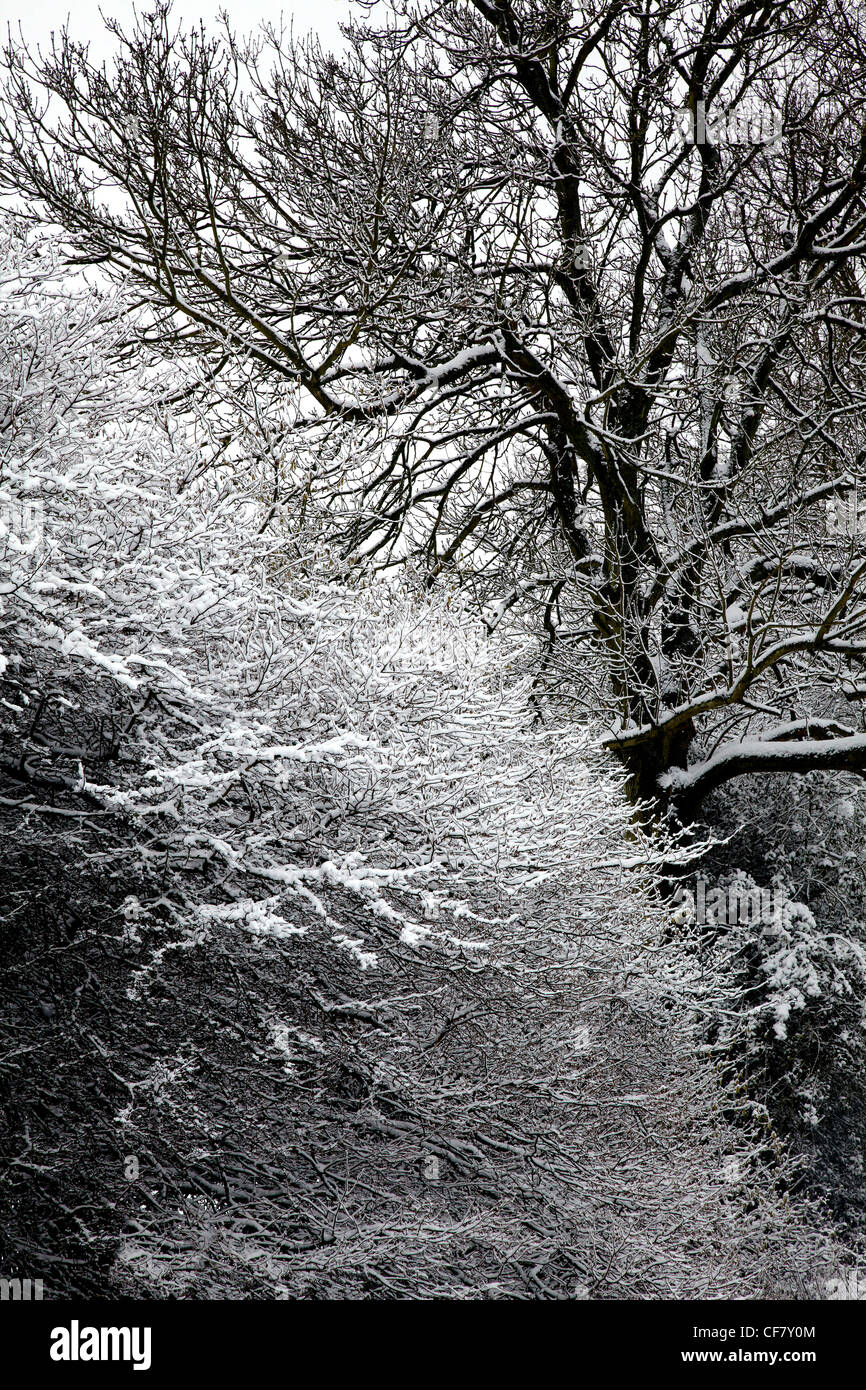 Trees in winter snow Stock Photo - Alamy