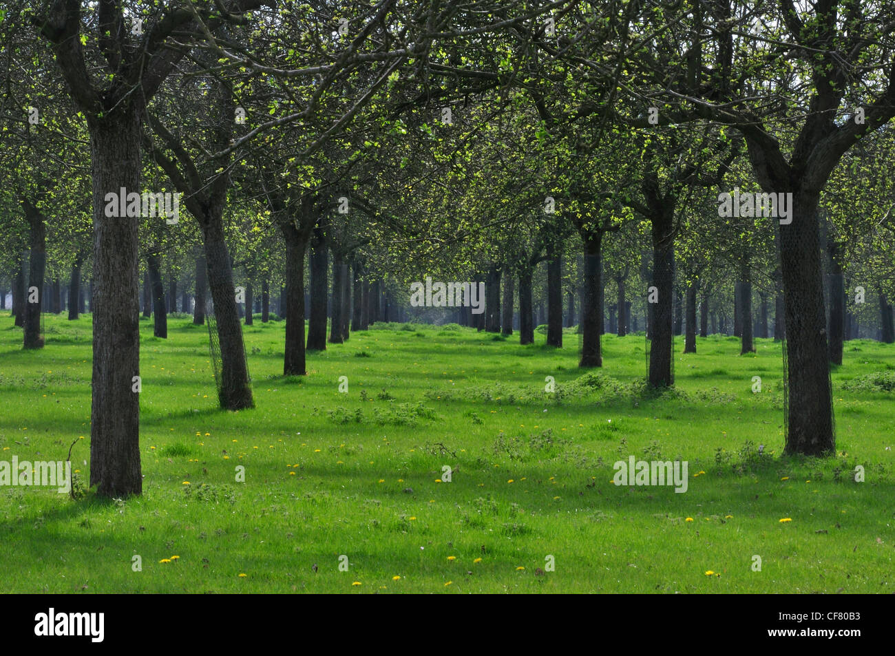 An apple cider orchard in Somerset UK Stock Photo