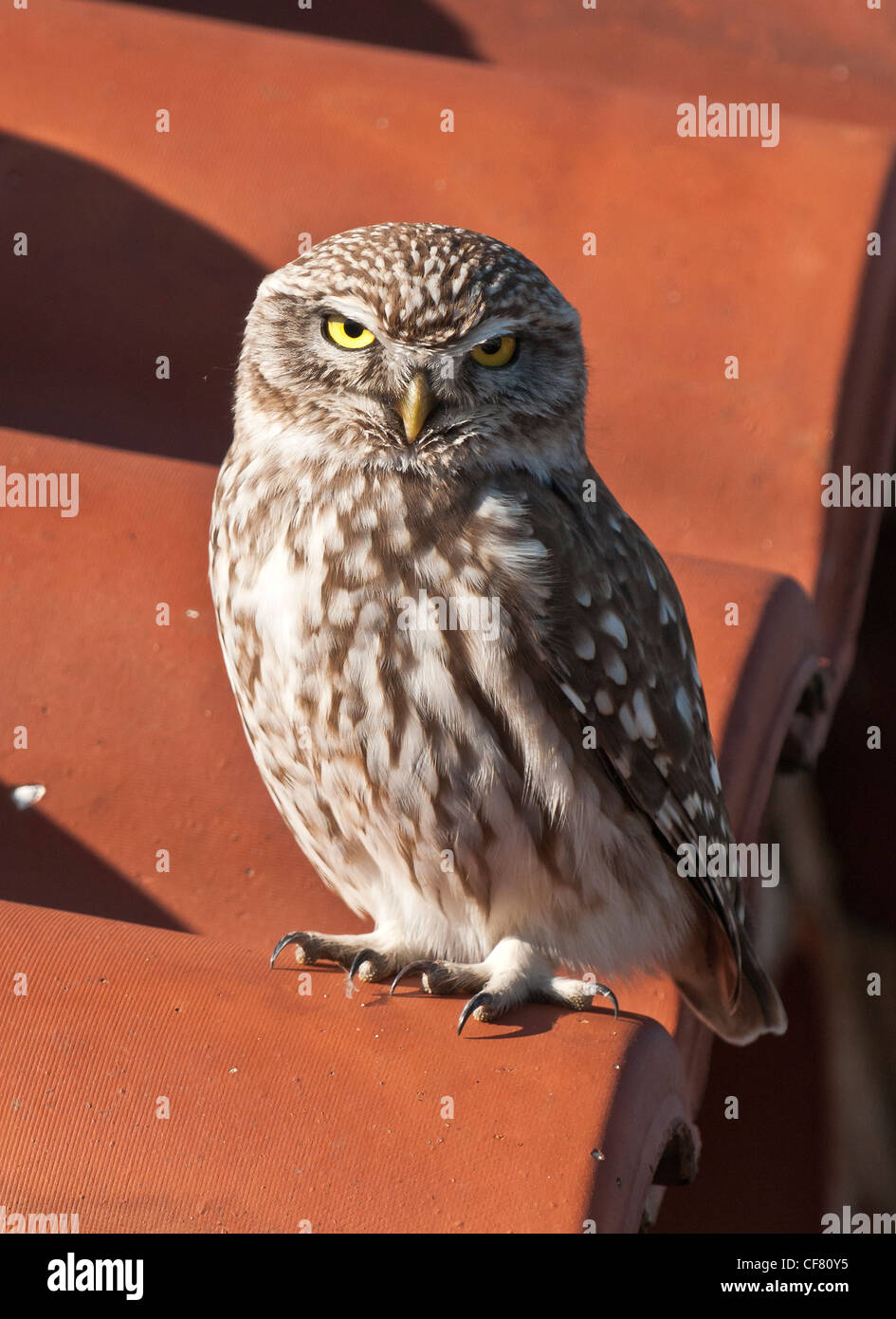 Greek owl hires stock photography and images Alamy
