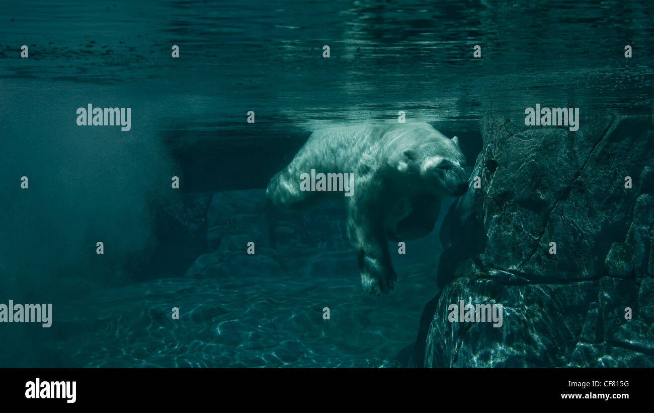 Swimming Polar Bear Stock Photo