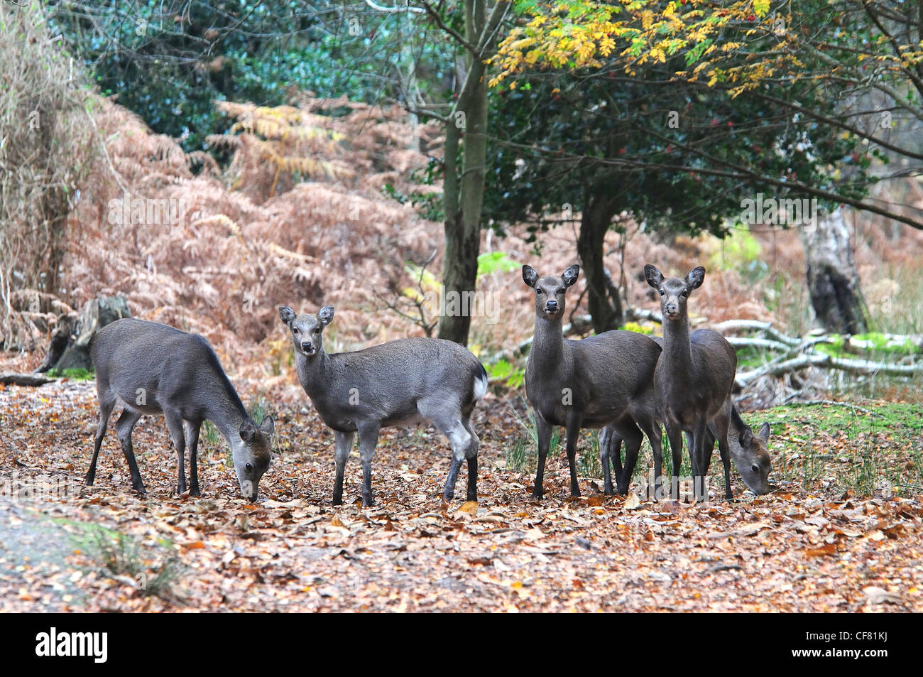 A group of sika deer hinds at Arne Dorset UK Stock Photo