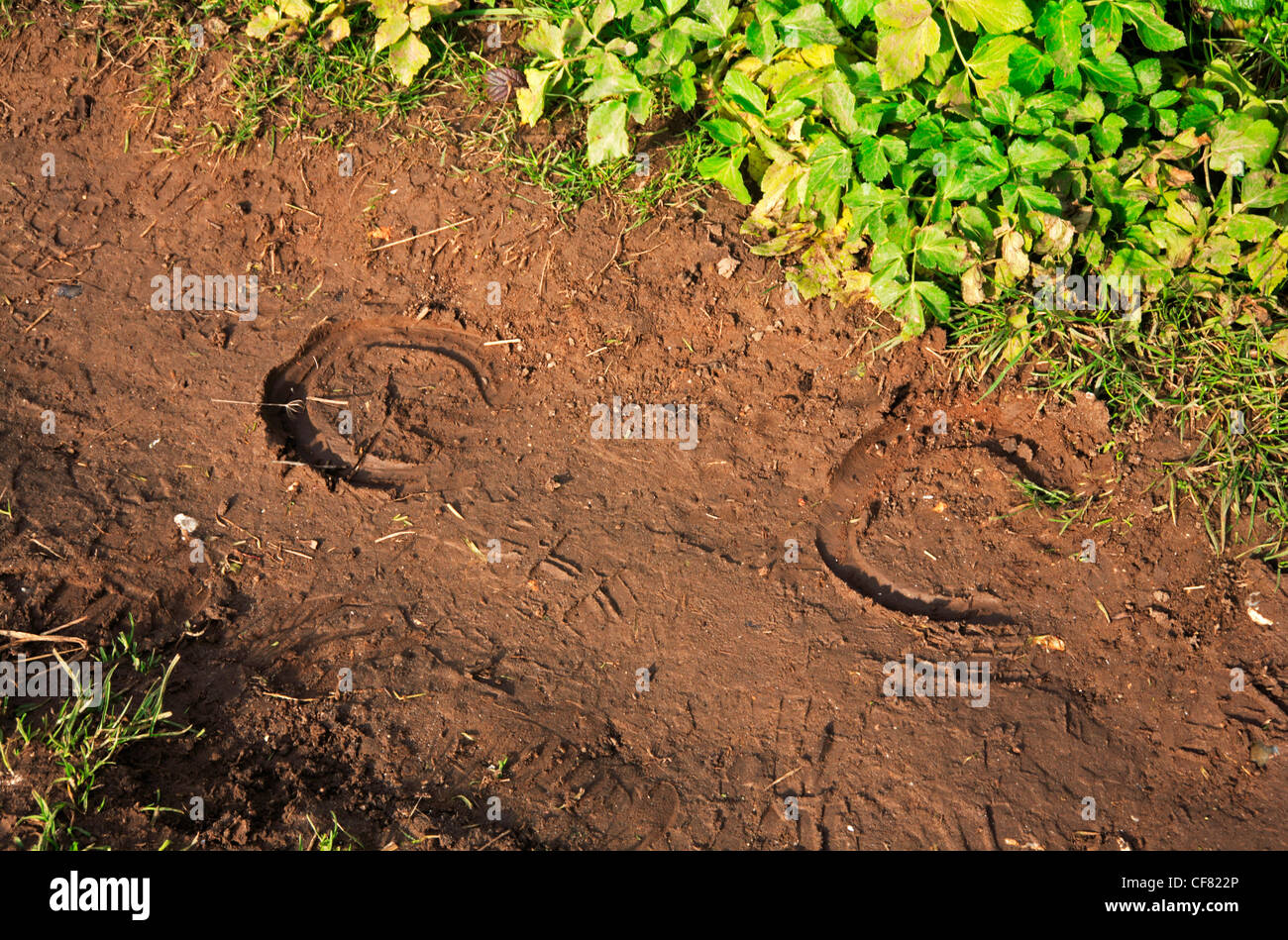 Horseshoe tracks on the Norfolk Coast Path at Stiffkey, Norfolk