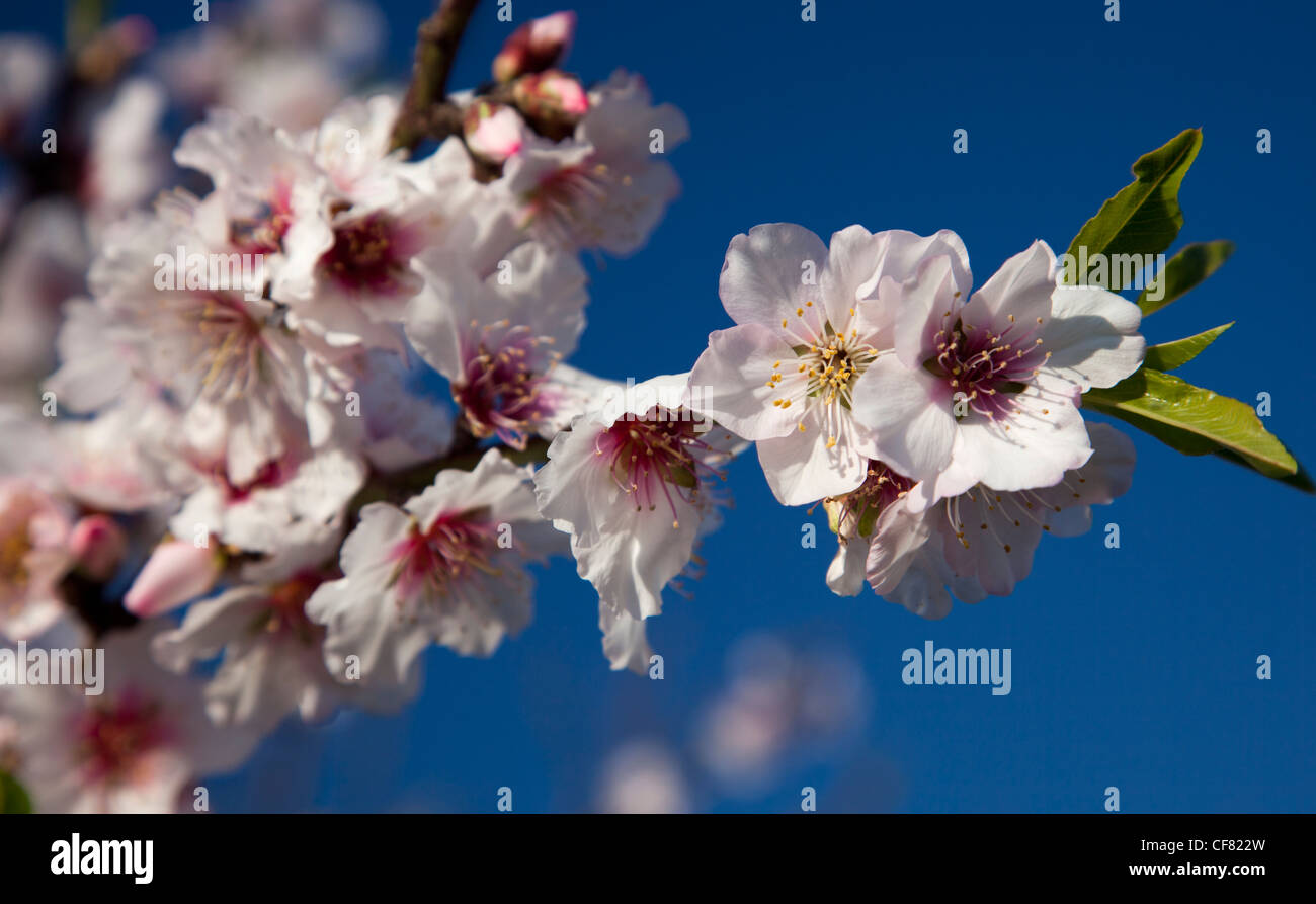 Almond trees flower in spring before buds and leaves sprout after the winter shedding of leaves in Gozo in the Mediterranean. Stock Photo