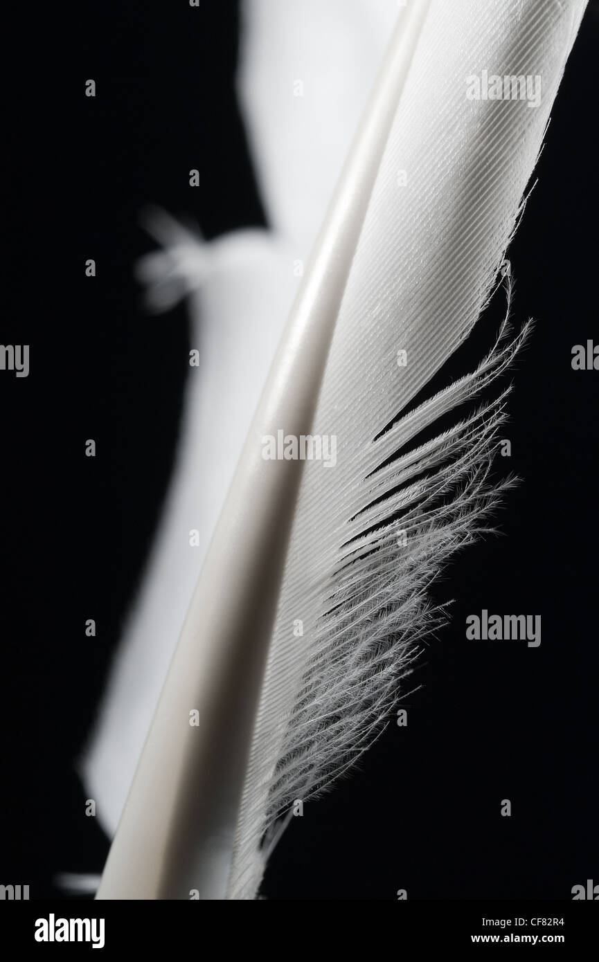 Close up detail of white swan feather quill Stock Photo - Alamy