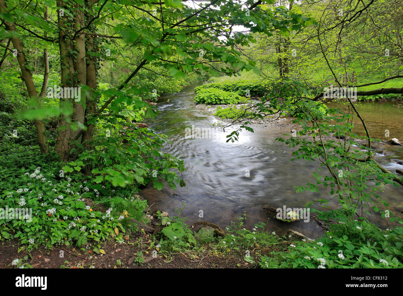 Summer view through Chee Dale on the river Wye, near Blackwell village, Peak District National Park, Derbyshire Dales, England, Stock Photo