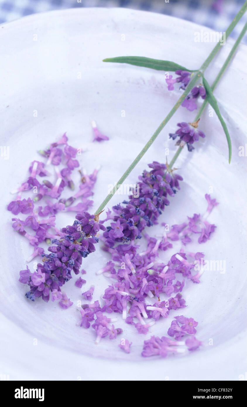 Fields of Lavender There are species of lavender, a hardy and evergreen shrub Its fragrant essence has been found to promote a Stock Photo