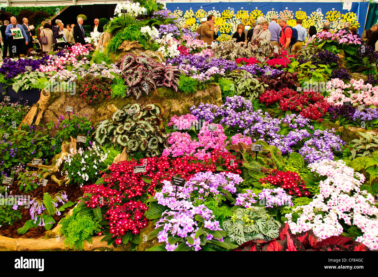 Dibleys Nursery,Streptocarpus Specialists,The RHS Chelsea Flower Show,formally known as the Great Spring Show,A Five Day Event. Stock Photo