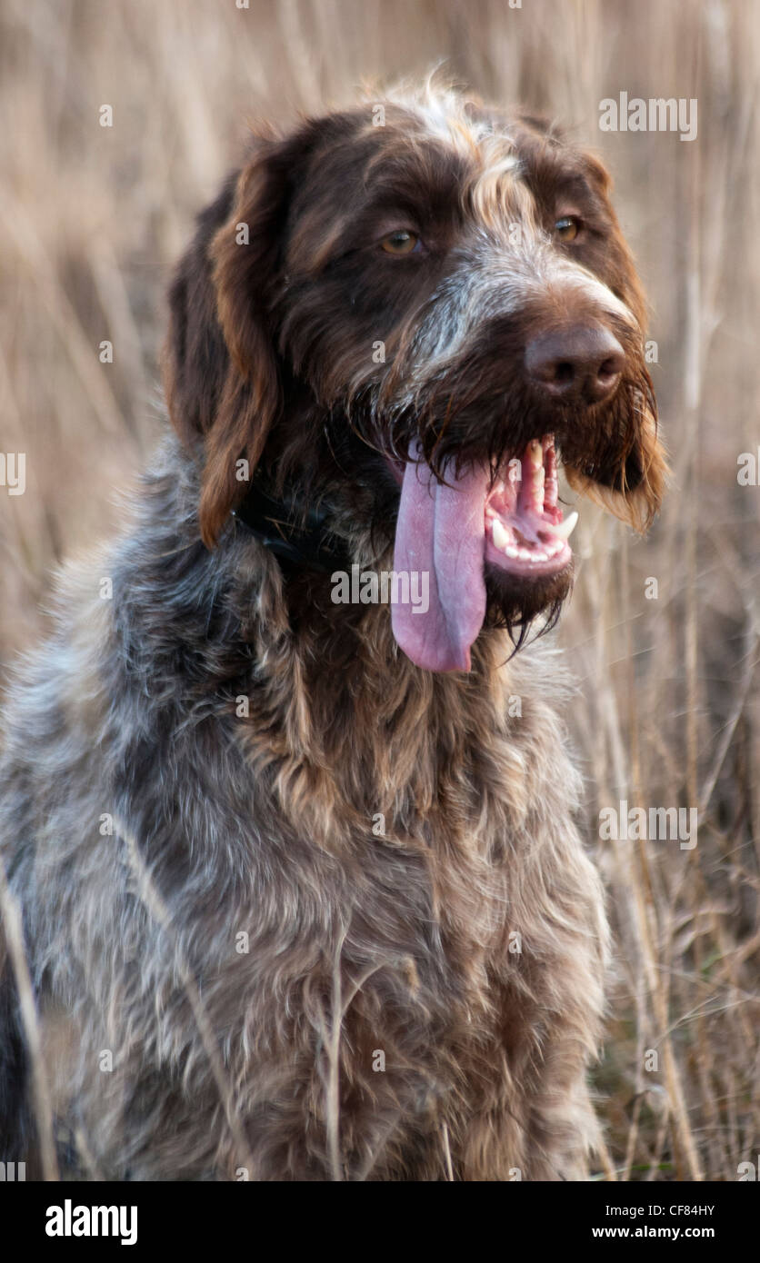 Portrait of a German Wired Haired Pointer dog Stock Photo