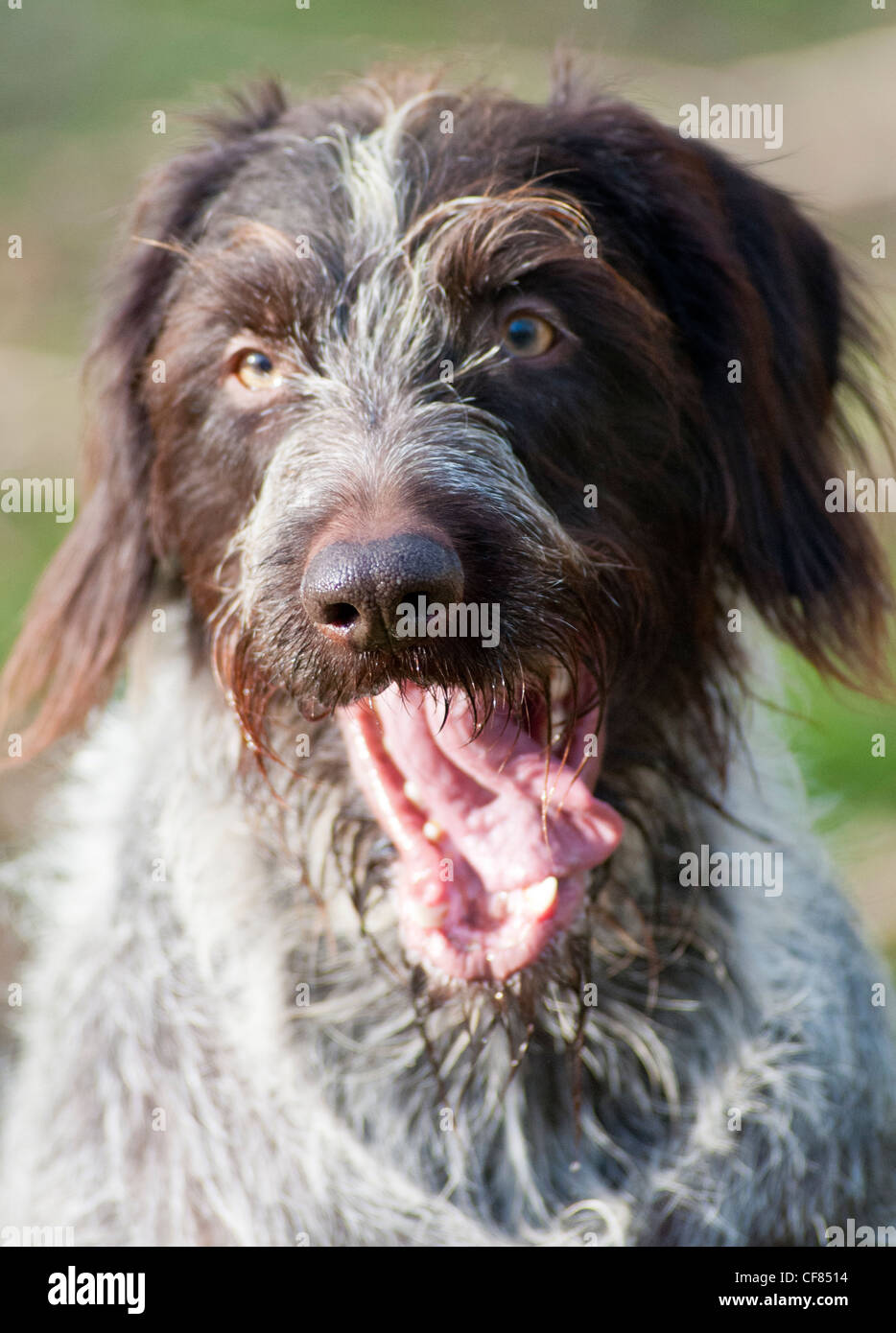 Portrait of a German Wired Haired Pointer dog Stock Photo