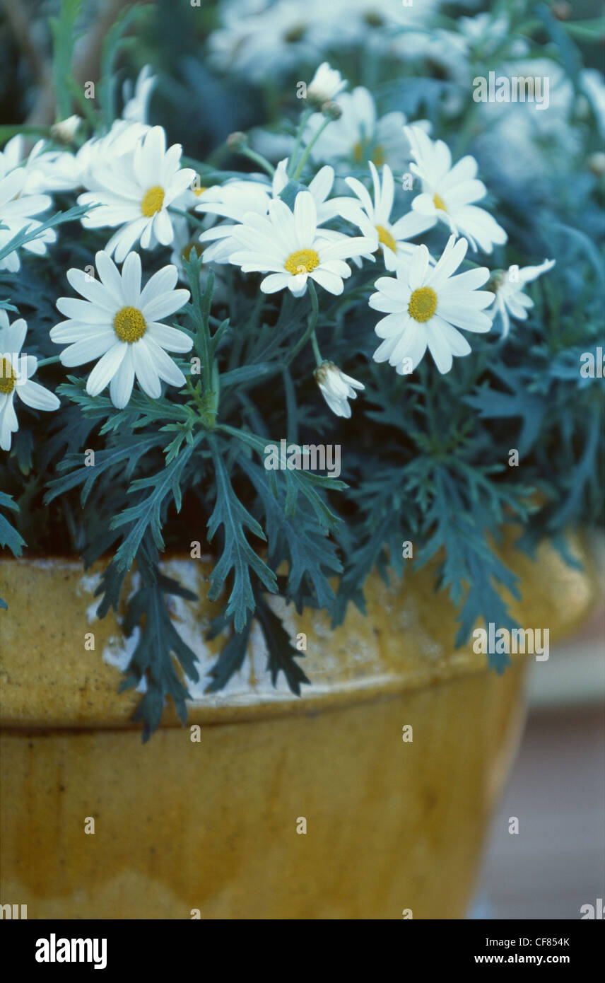 Container GardeningDog daisies growing in a terracotta pot Stock Photo