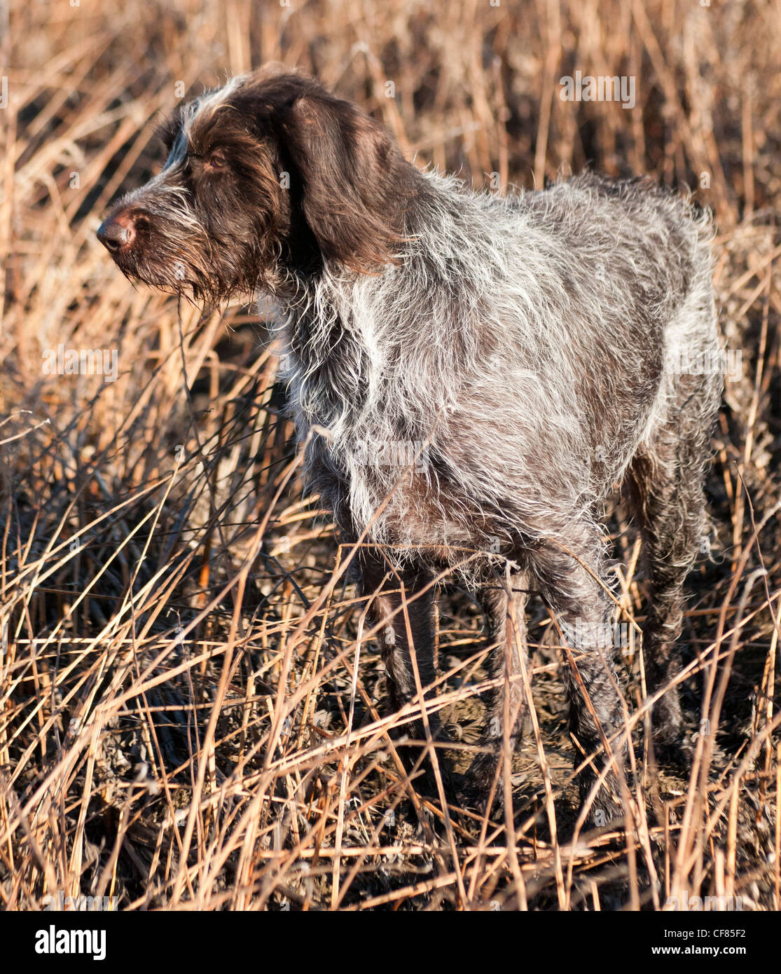 A German Wired Haired Pointer dog stood in a field Stock Photo