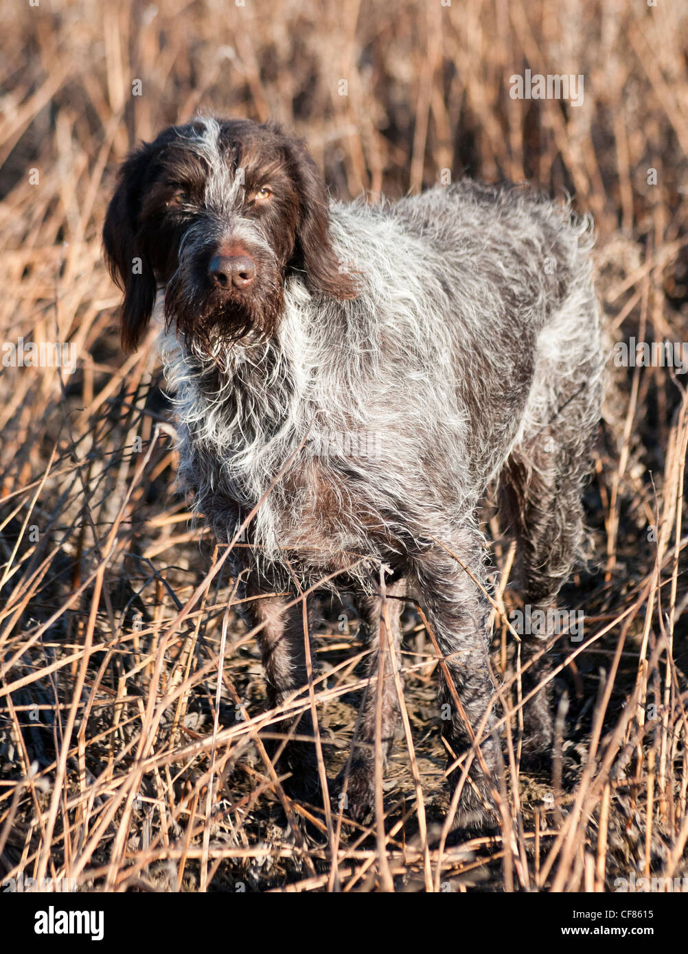 A German Wired Haired Pointer dog stood in a field Stock Photo