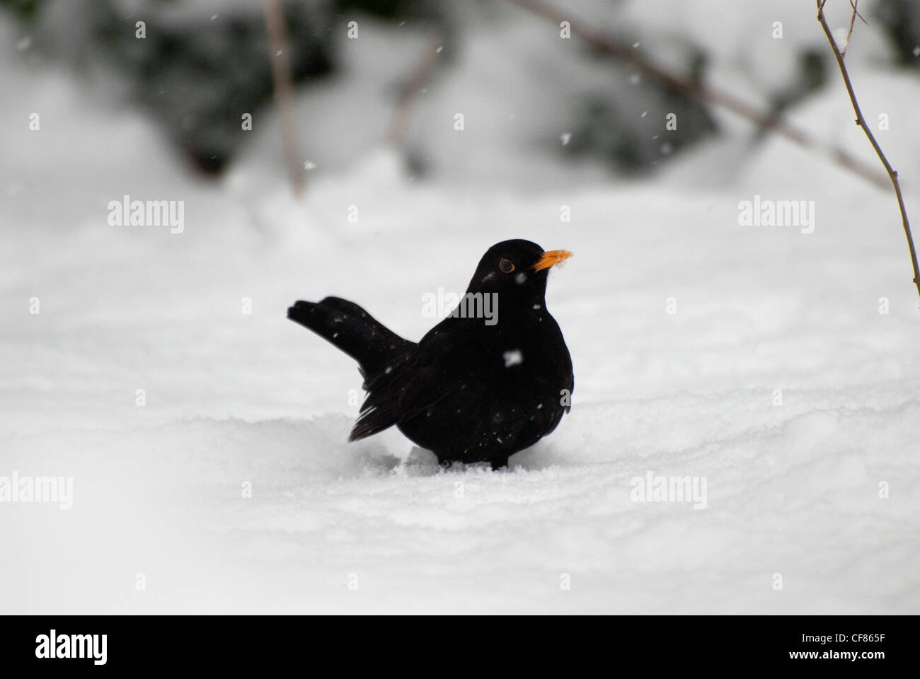 Blackbird in the snow,  Kew Gardens, UK Stock Photo