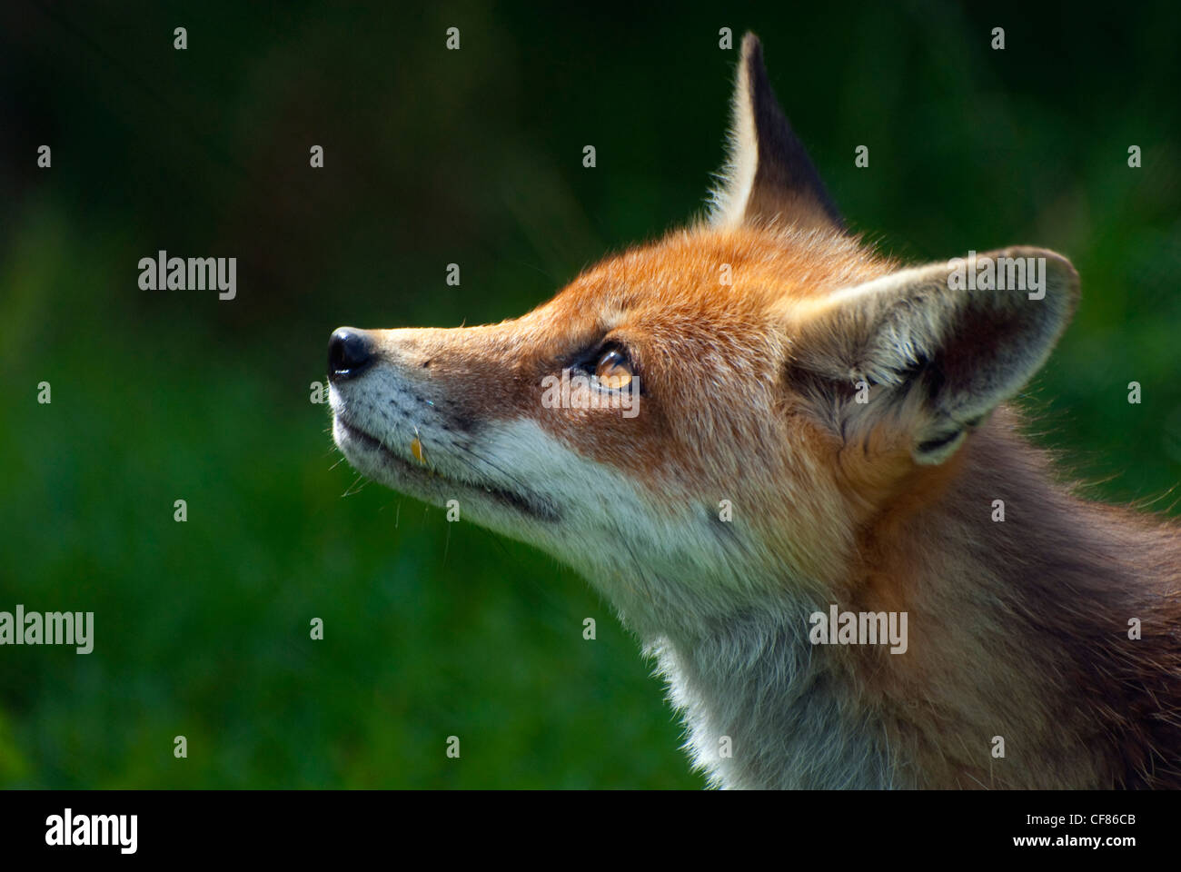 Red Fox, British Wildlife Centre, UK (captive) Stock Photo