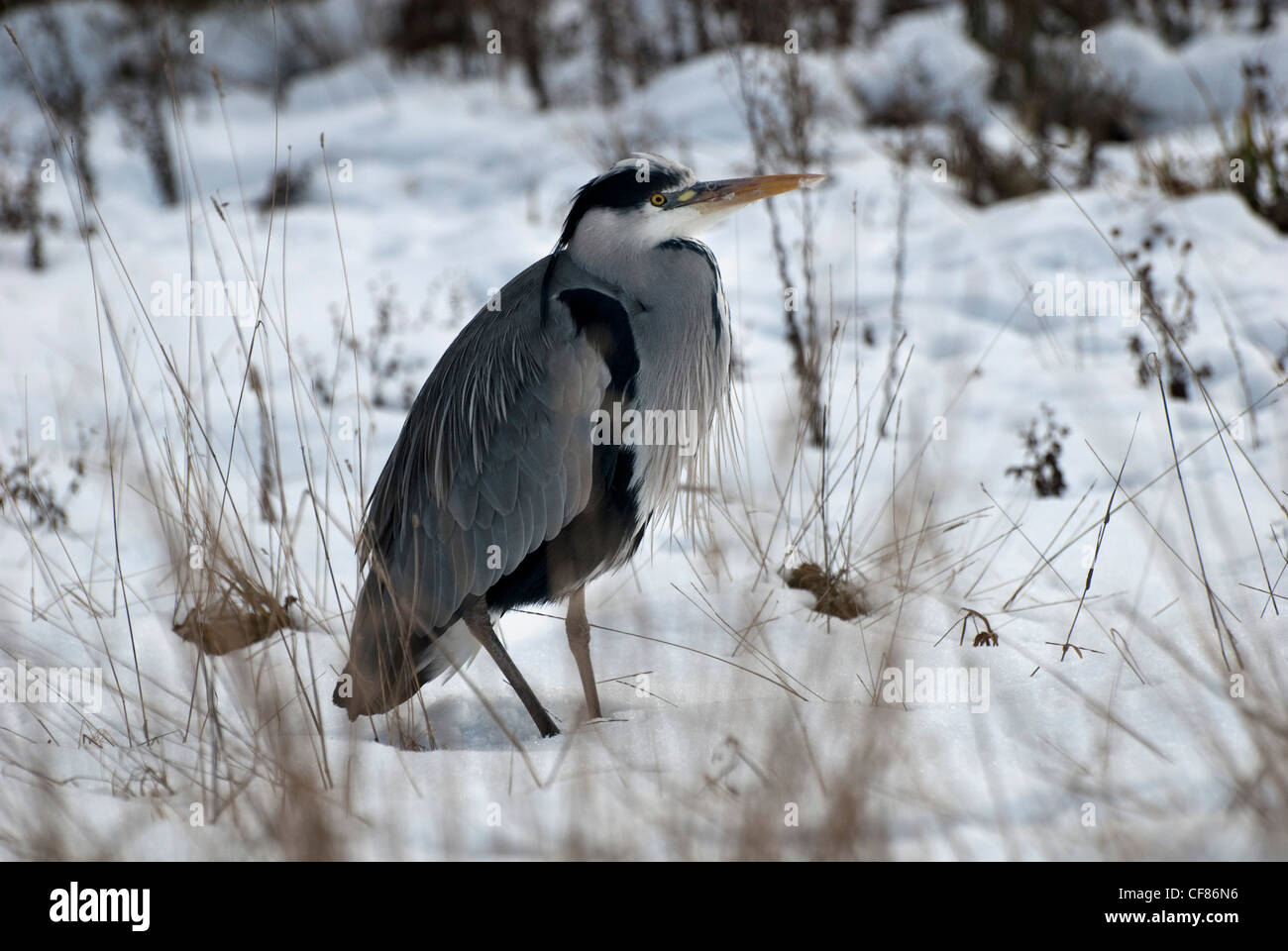 Grey Heron standing in the snow, WWT London Wetland Centre, UK Stock