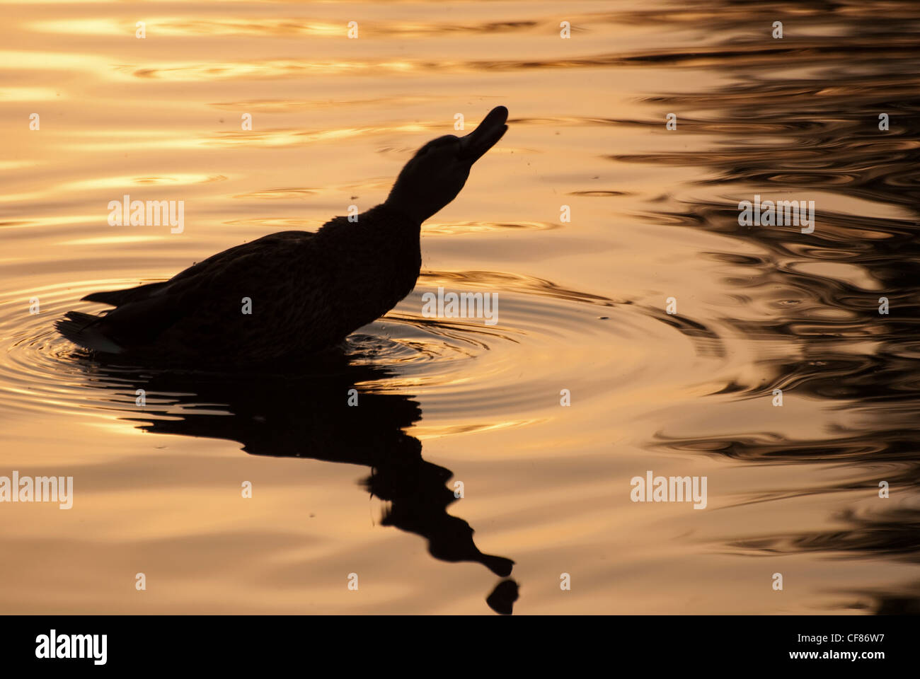 Mallard at sunset, WWT London Wetland Centre, UK Stock Photo