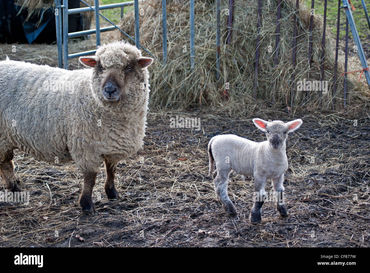 A lamb in a field with its mother hi-res stock photography and images ...