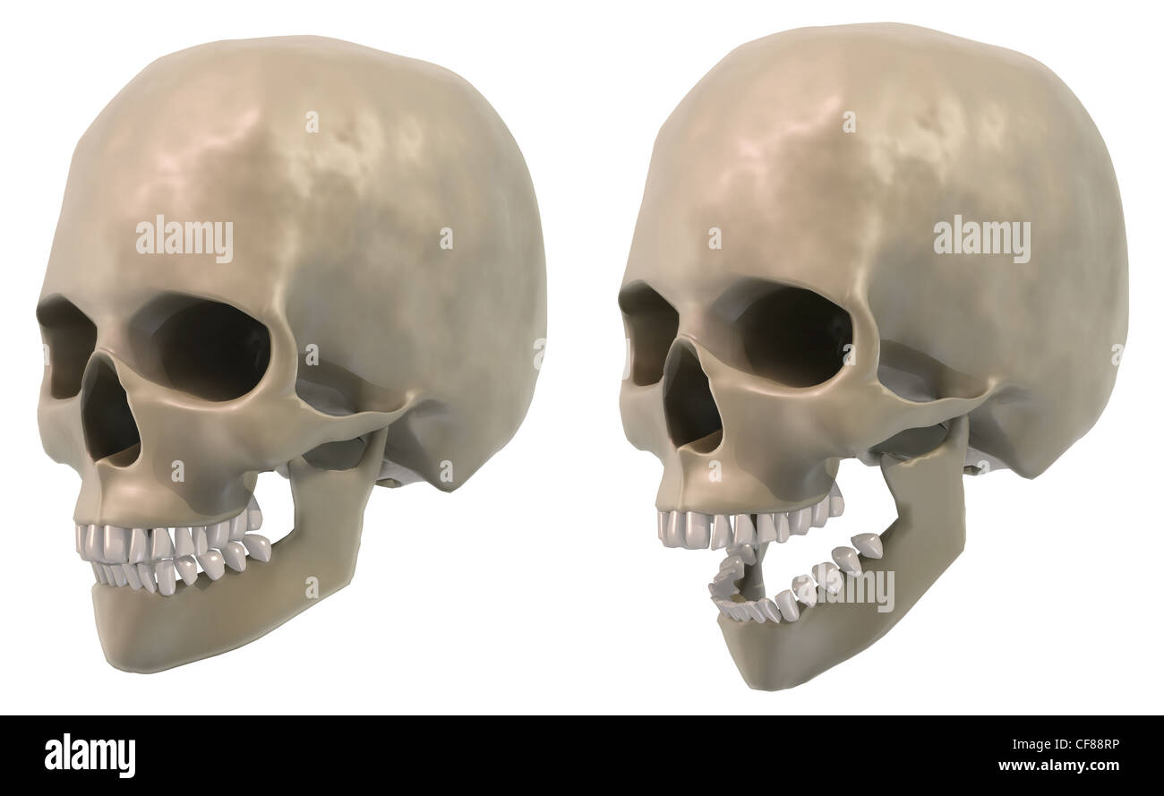 Череп человека 3d. Череп 3д. Череп в 3 месяца. Моделирование черепа 3ds max. Череп человека 3d.