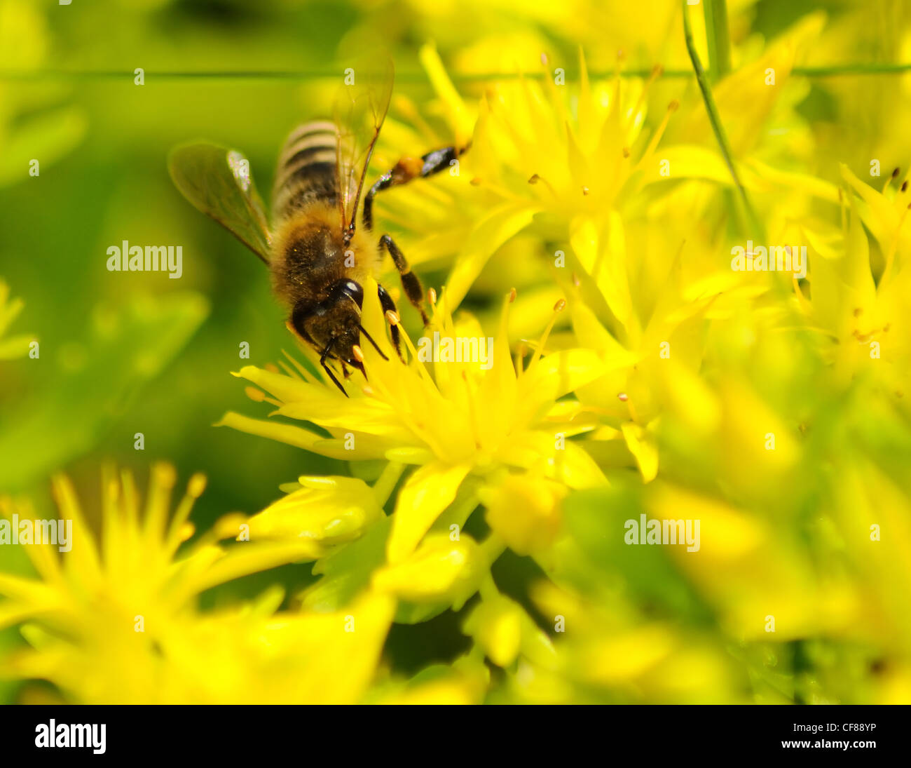 Honeybee (Apis mellifera) pollinated yellow flower. Stock Photo
