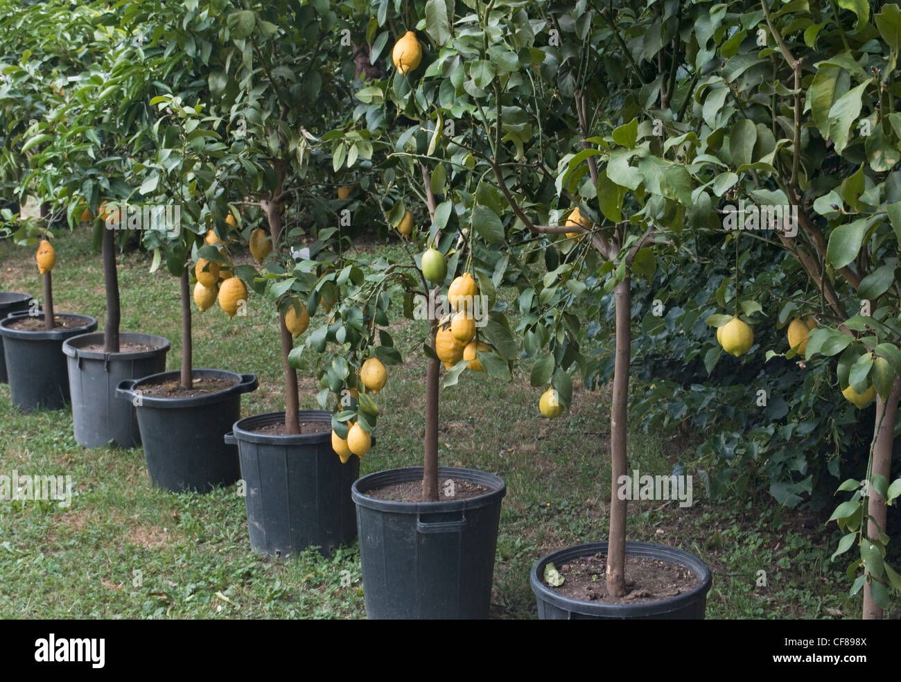 potted lemon trees in a row Stock Photo Alamy