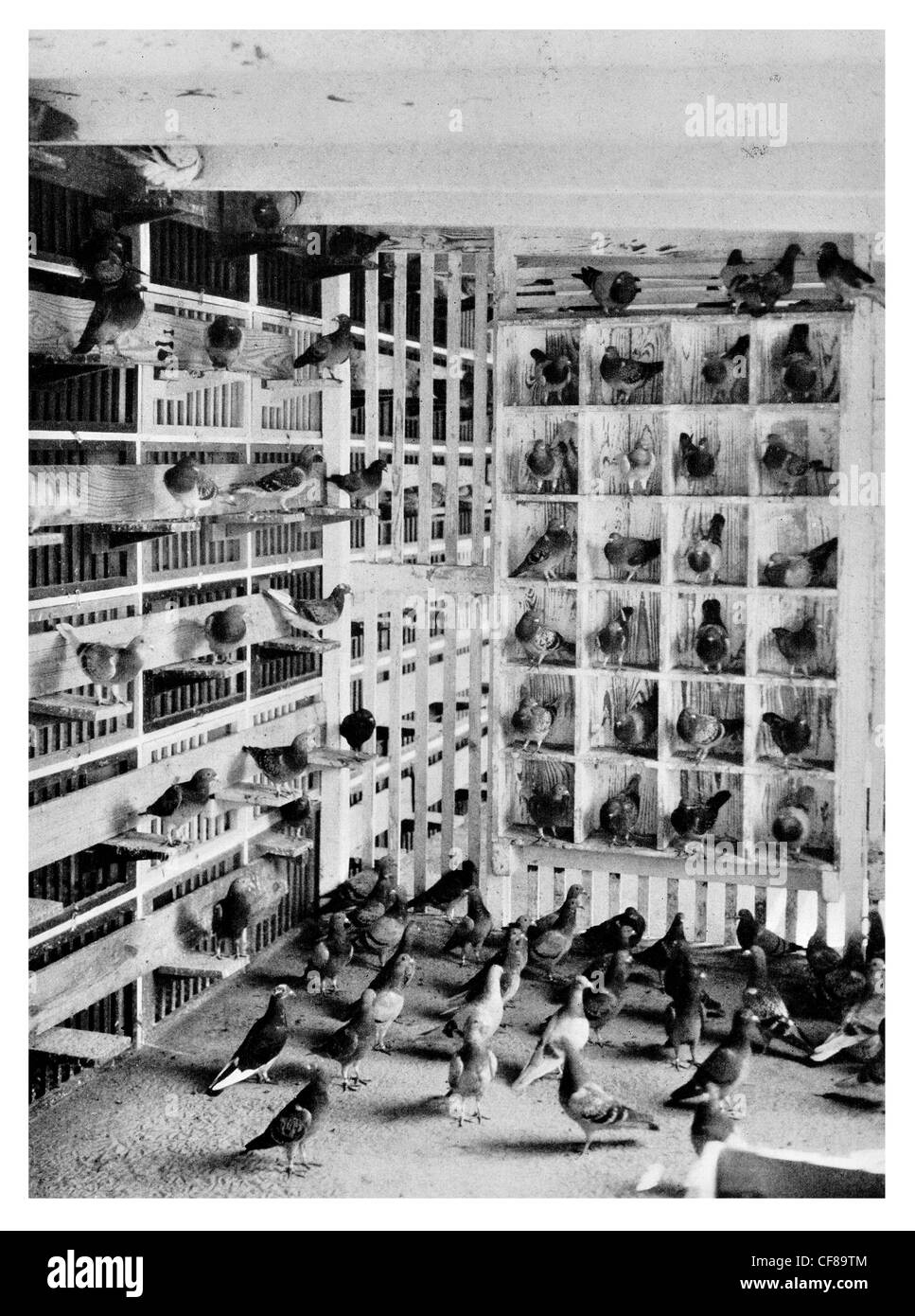 1926 Pigeon coop Anacostia Naval Air Station Stock Photo