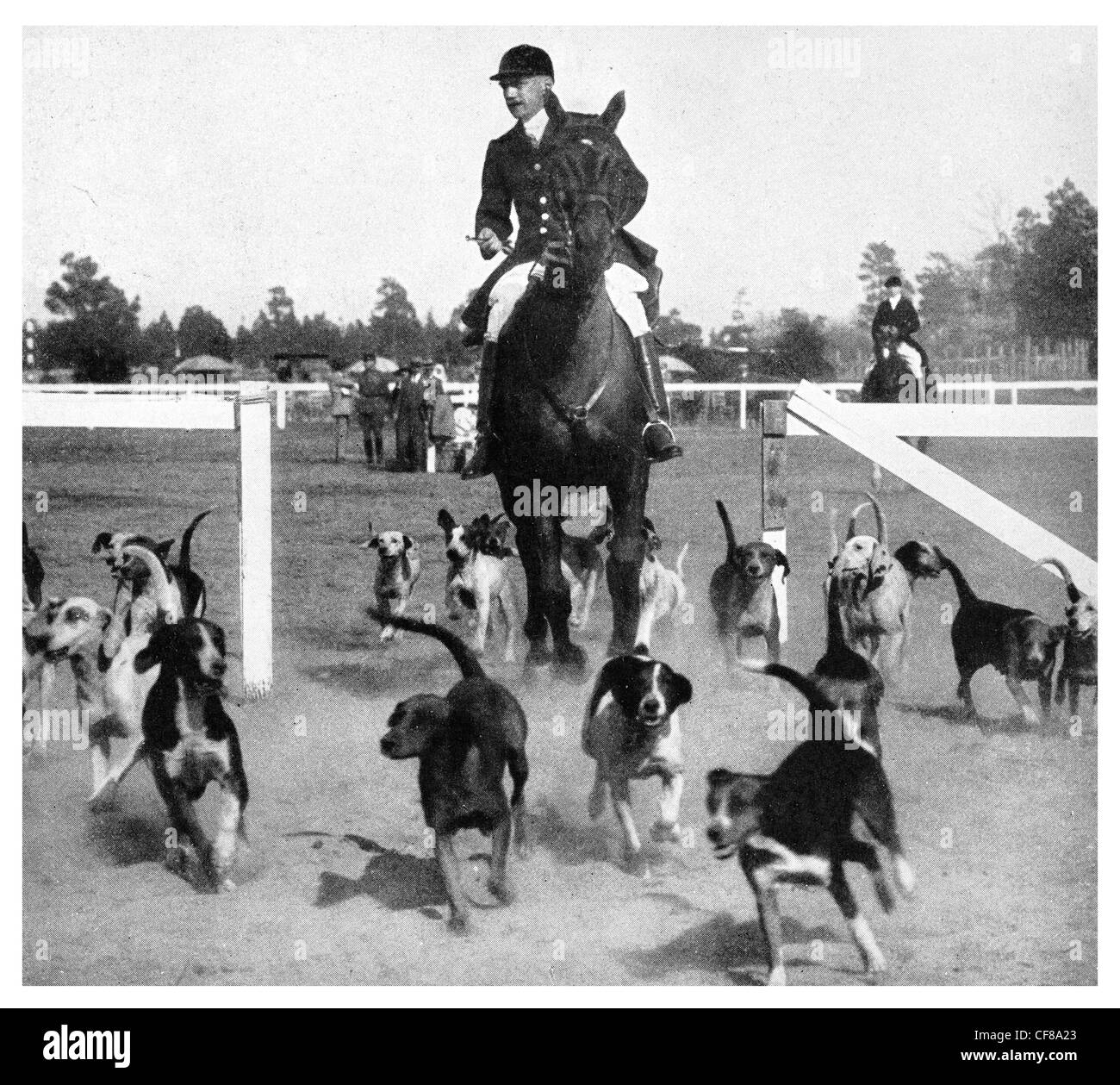 1926 Pinehurst Horse Show Hounds Stock Photo