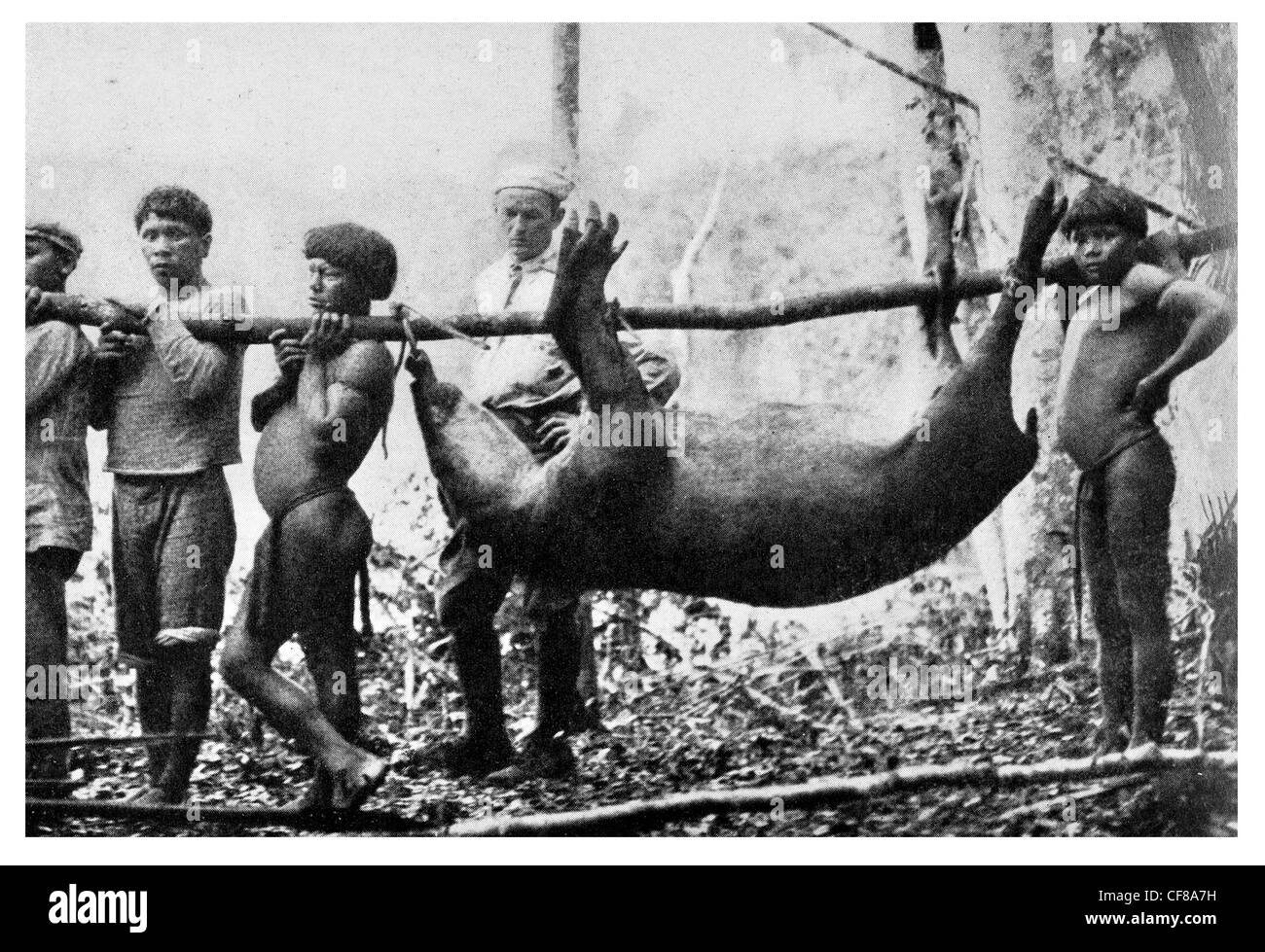 1926 Amazon Valley tribe 500 pound Tapir into camp hunter gatherer Waiwai Wai Wai Stock Photo