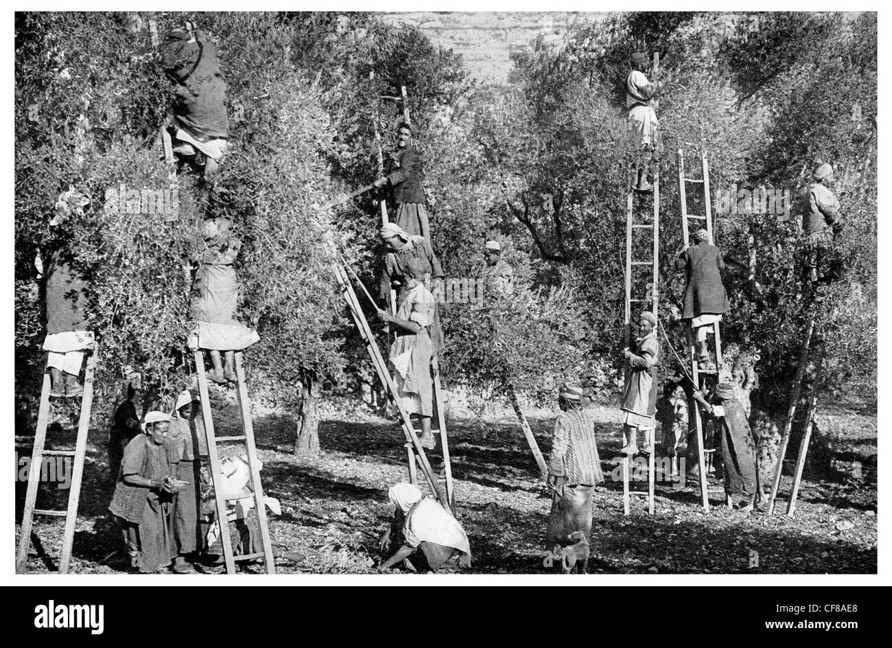 1926 Gathering Olives Jerusalem peasant farmer Olea europaea Stock Photo