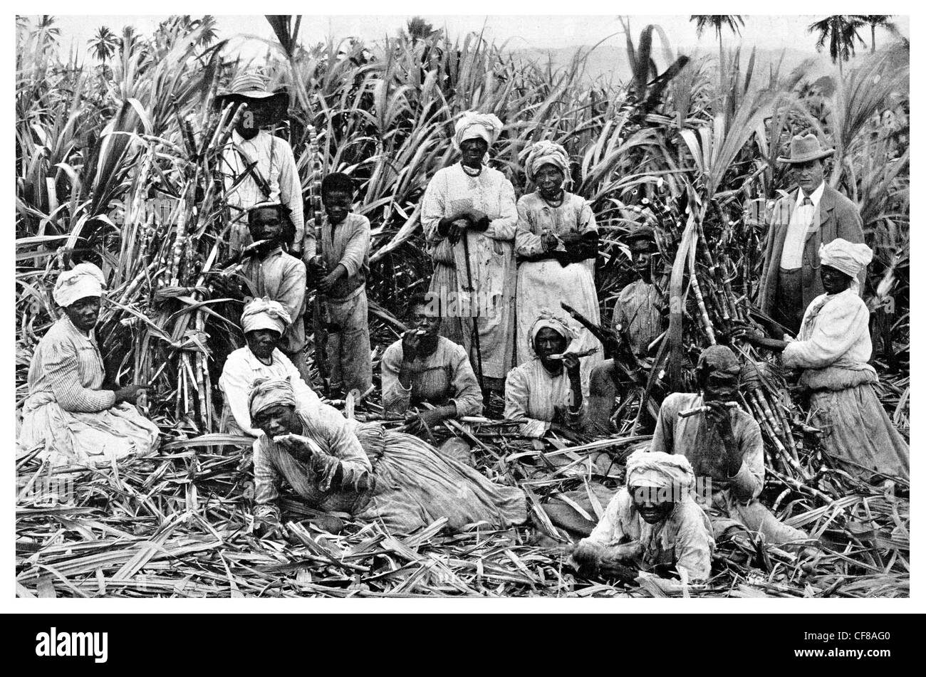 Caribbean sugar Cane fields 1927 Jamaica Stock Photo