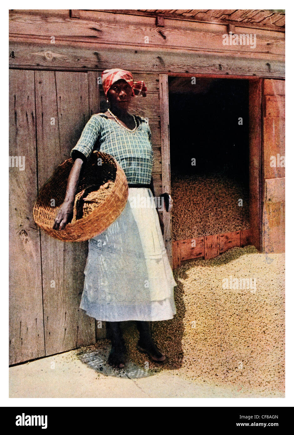 Jamaican Coffee factory worker 1927 Stock Photo