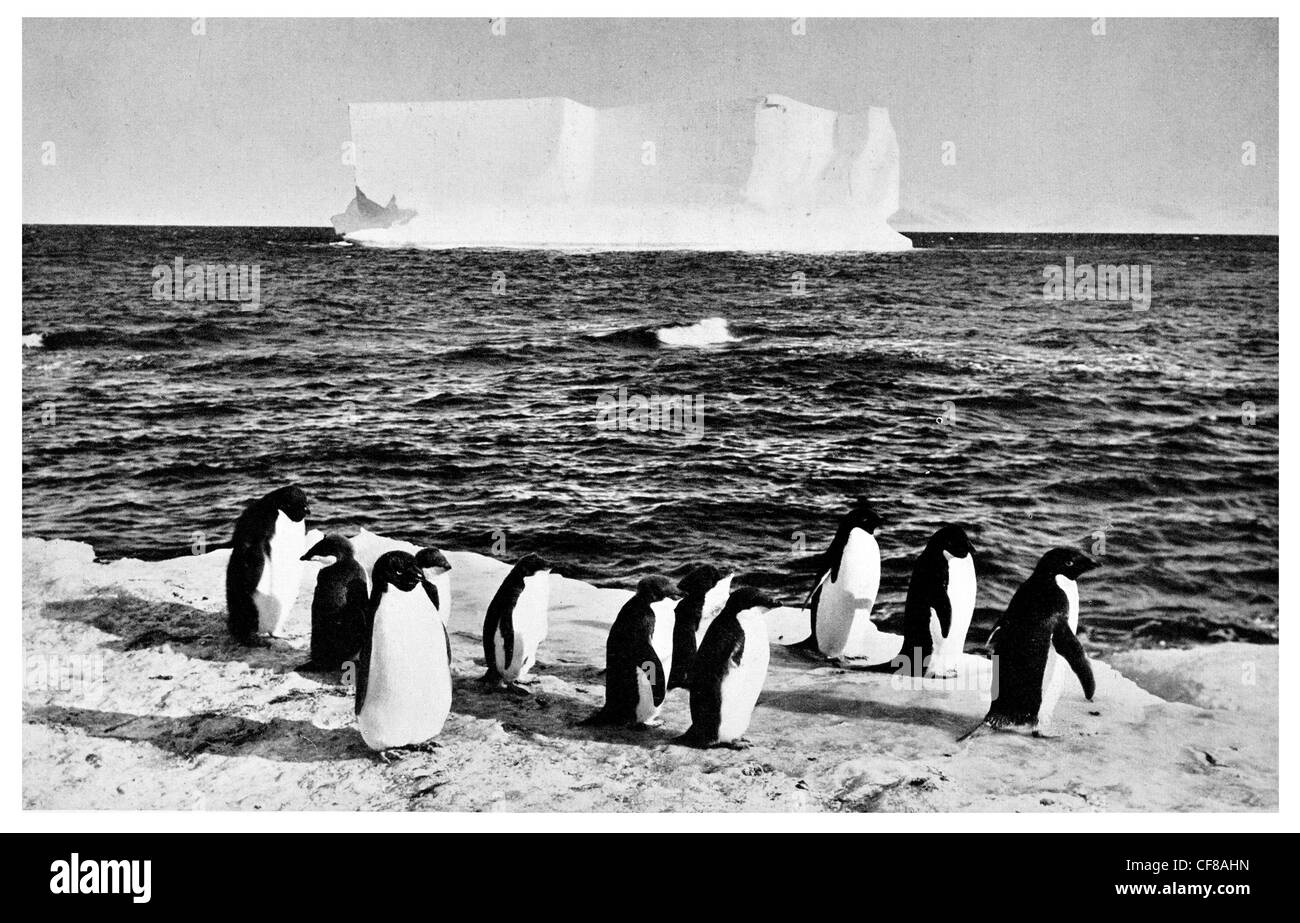 1927 Penguins and Icebergs south pole Antarctica Stock Photo