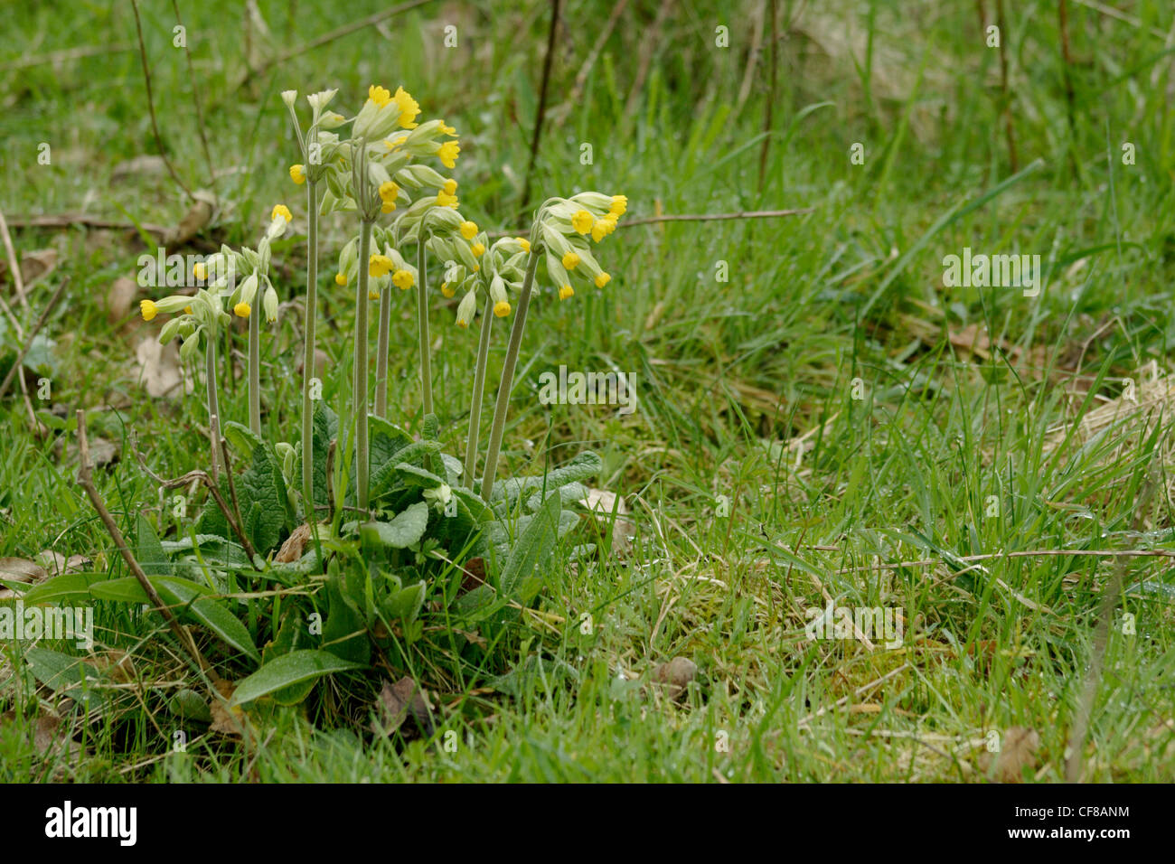 Cowslip flowers (Primula veris), England, UK Stock Photo
