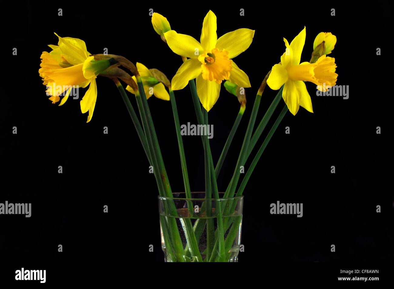 Daffodils in glass vase against black background Stock Photo Alamy