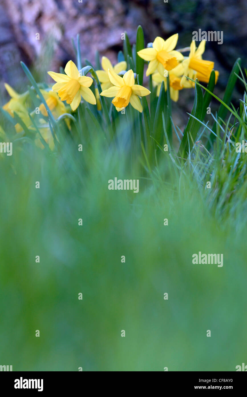 Daffodil flowers (Narcissus pseudonarcissus 'Tete a tete'), England, UK