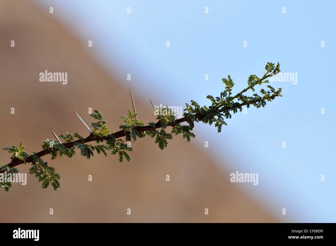 Close up of the branch and thorns of an Umbrella Thorn Acacia, (Acacia tortilis) Photographed in Israel, Arava desert Stock Photo