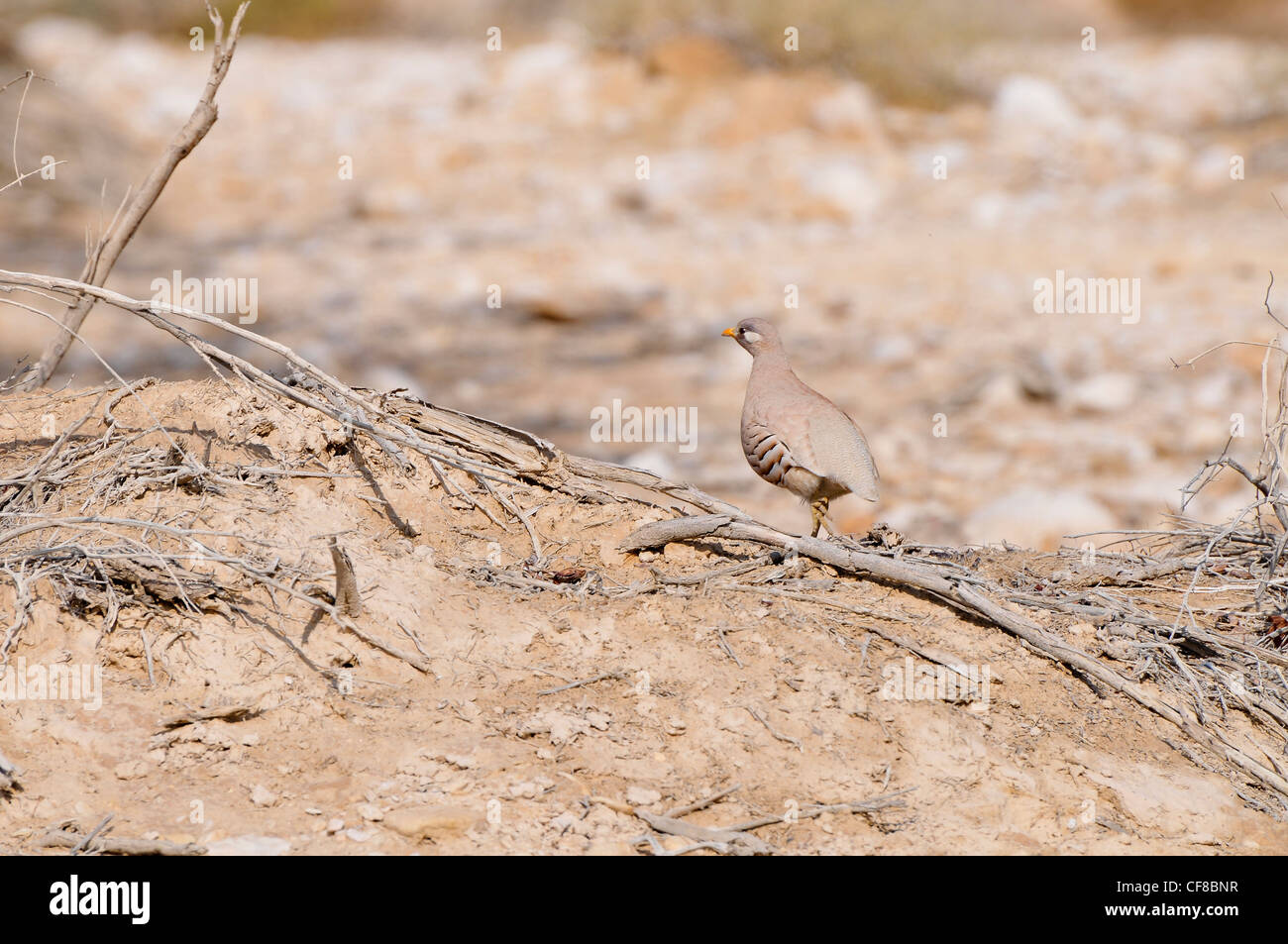 Chukar Partridge or Chukar (Alectoris chukar) Photographed in Israel, Arava desert Stock Photo