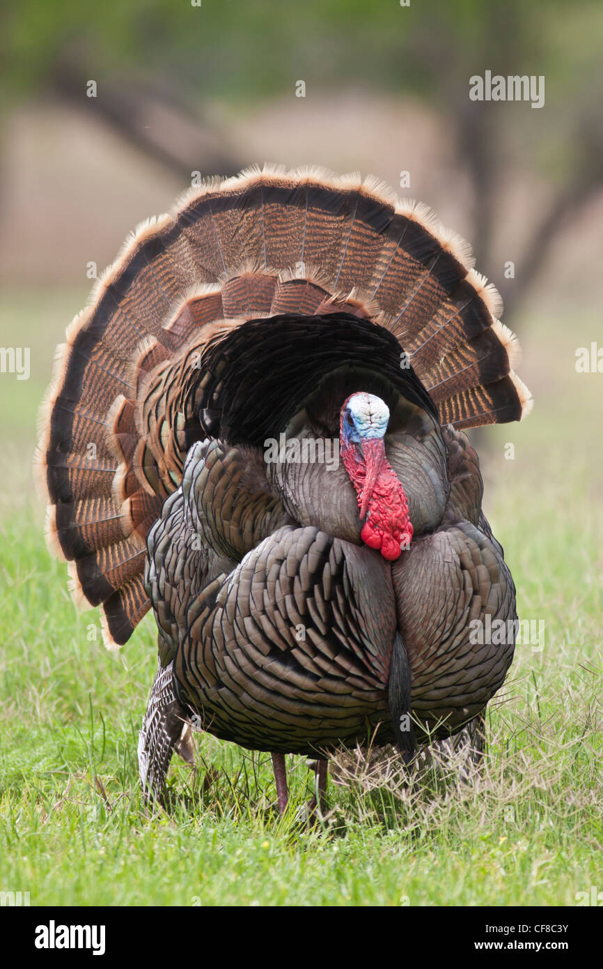 Rio Grande Wild Turkey Hi Res Stock Photography And Images Alamy