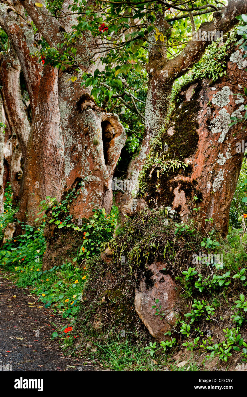 St helena south atlantic road hi-res stock photography and images - Alamy