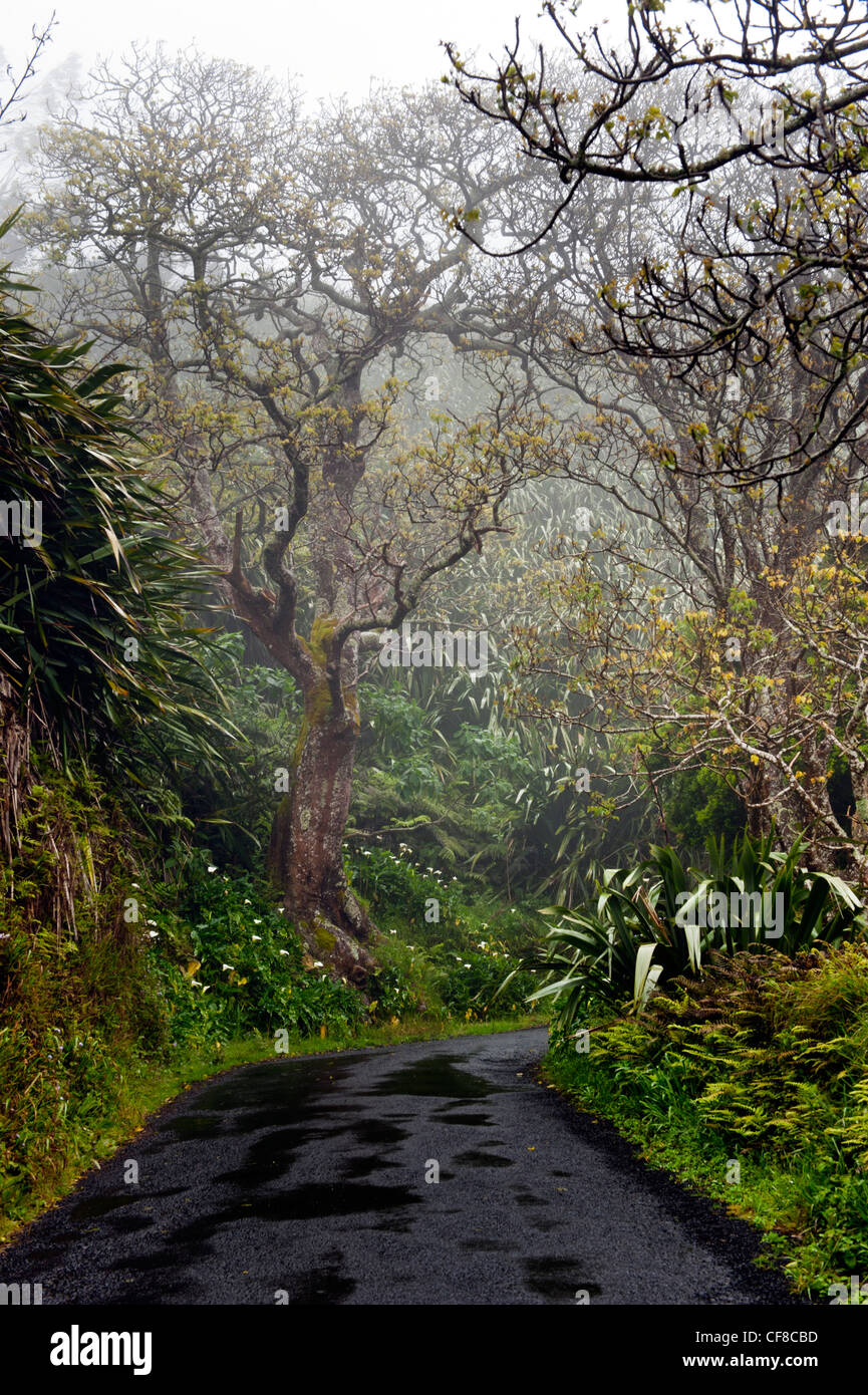 Tree trees st helena hi-res stock photography and images - Alamy