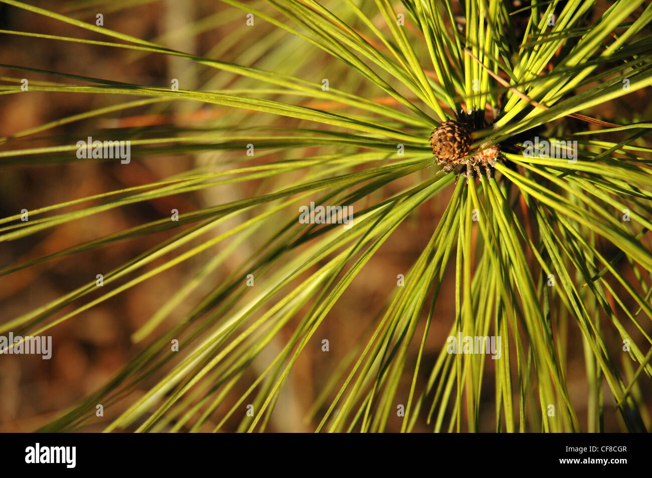 Close up camp pine tree hi-res stock photography and images - Alamy