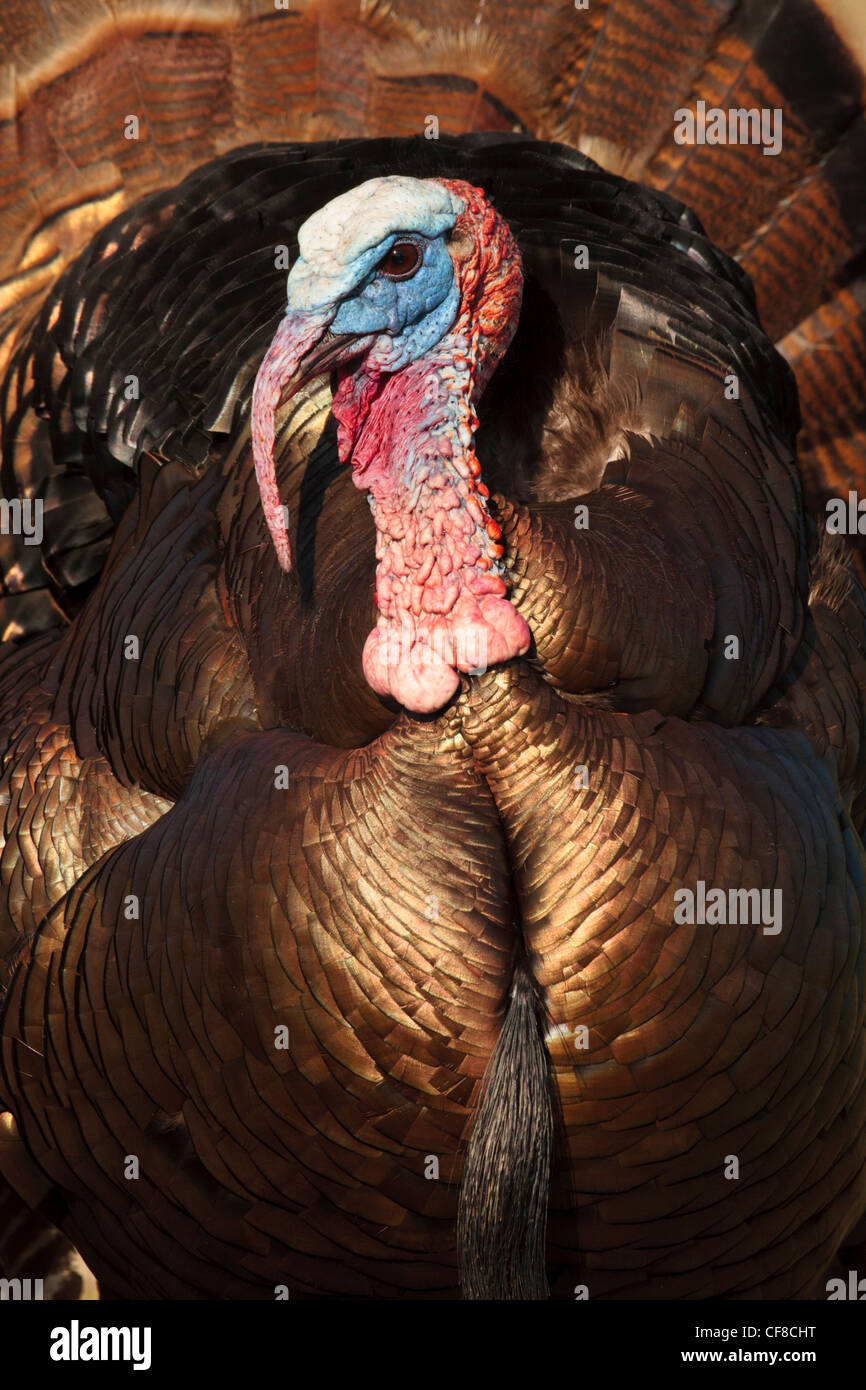 Riogrande wild turkey in Texas Stock Photo Alamy