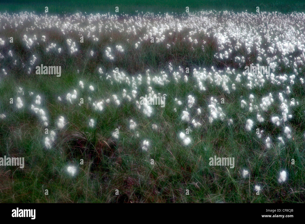 Common cotton-grass (Eriophorum angustifolium) in bog, Somerset, England, UK Stock Photo