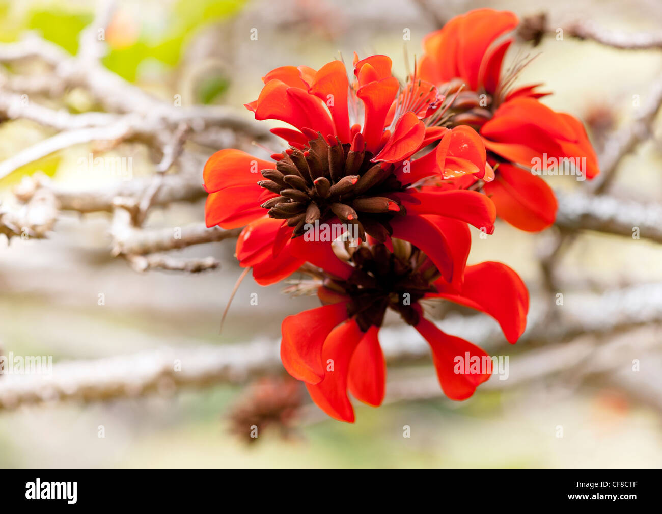 The flower of an African Tulip Tree (Spathodea campanulata P.Beauv.)  on the island of St Helena in the south Atlantic Ocean Stock Photo