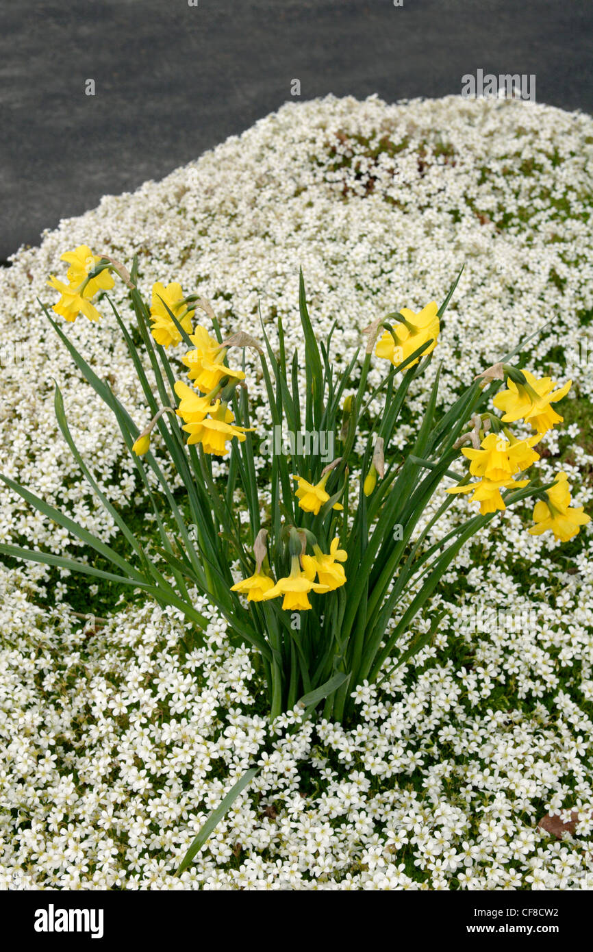 Daffodils (Narcissus pseudonarcissus) and Saxifrage (Saxifraga 'Findling'), England, UK  Stock Photo