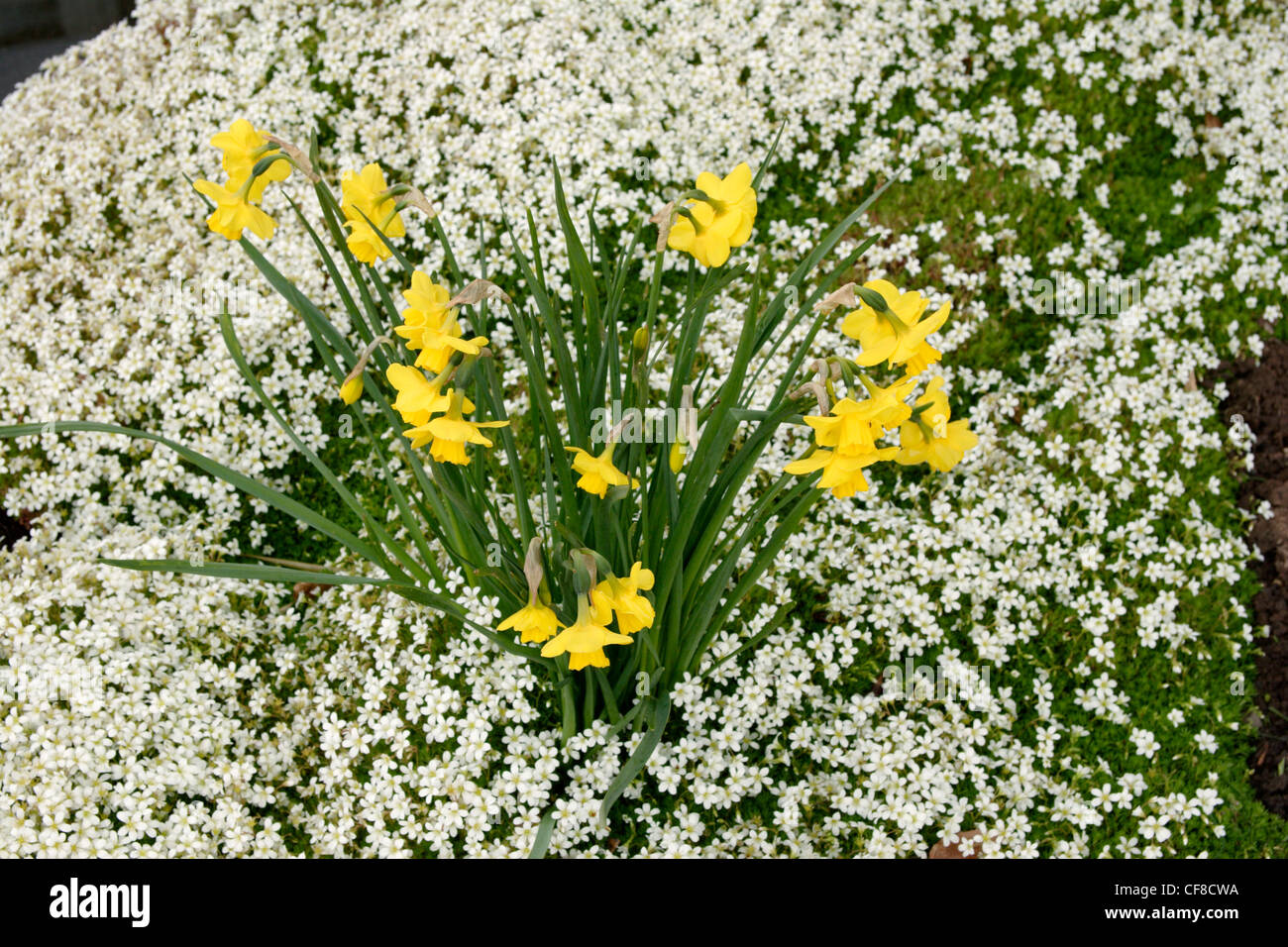 Daffodils (Narcissus pseudonarcissus) and Saxifrage (Saxifraga 'Findling'), England, UK Stock Photo
